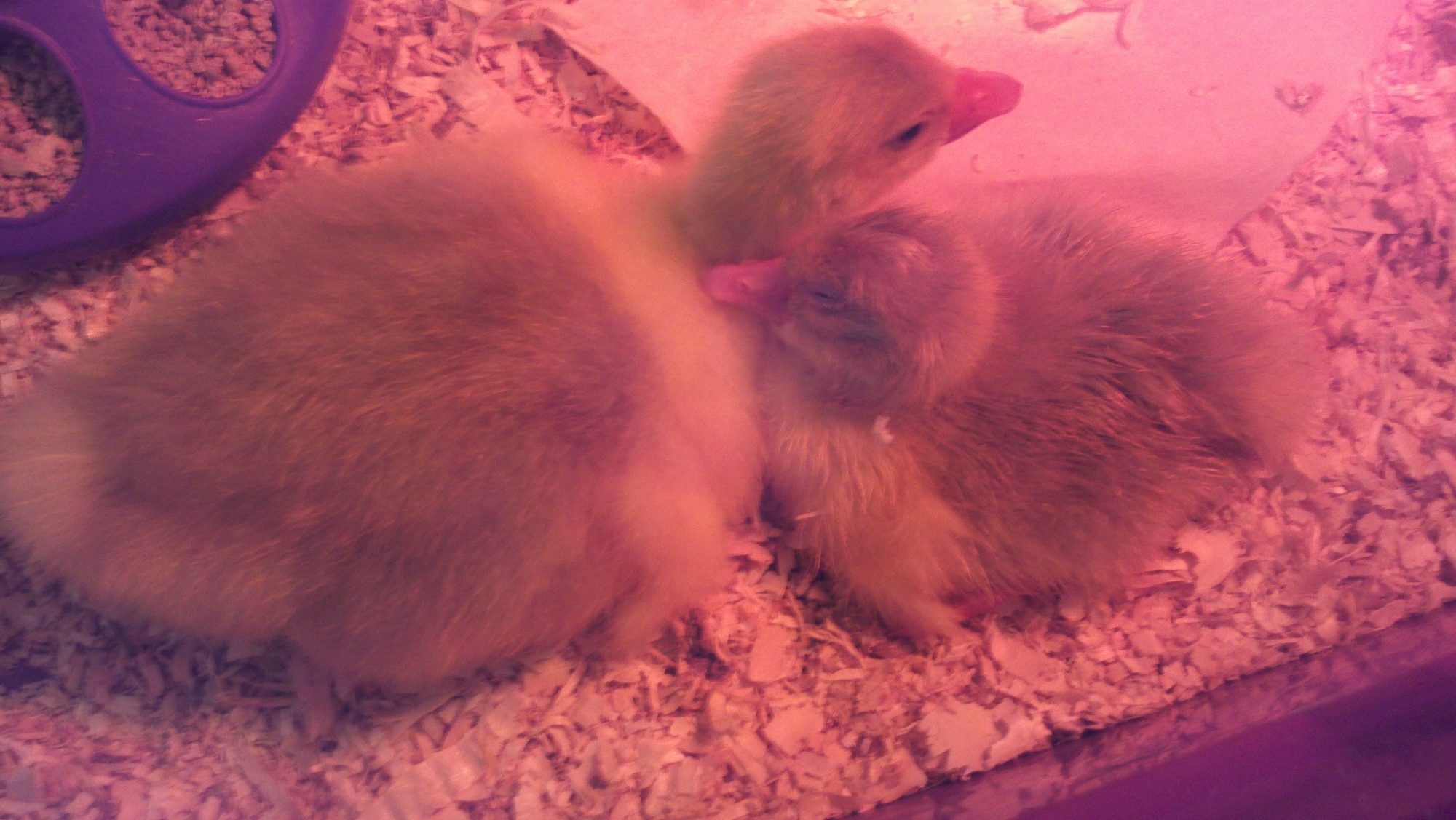 Number two hatched! They are best friends!!! I thought I liked my chickens but geese are so much more lovable!