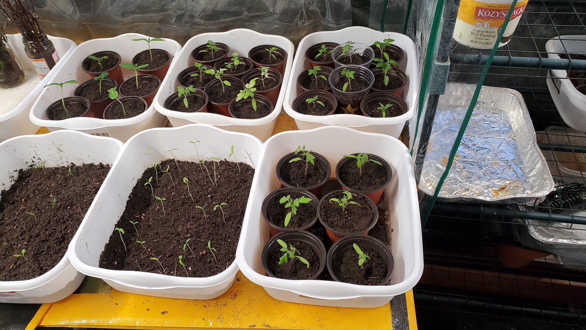 Nursery Plants