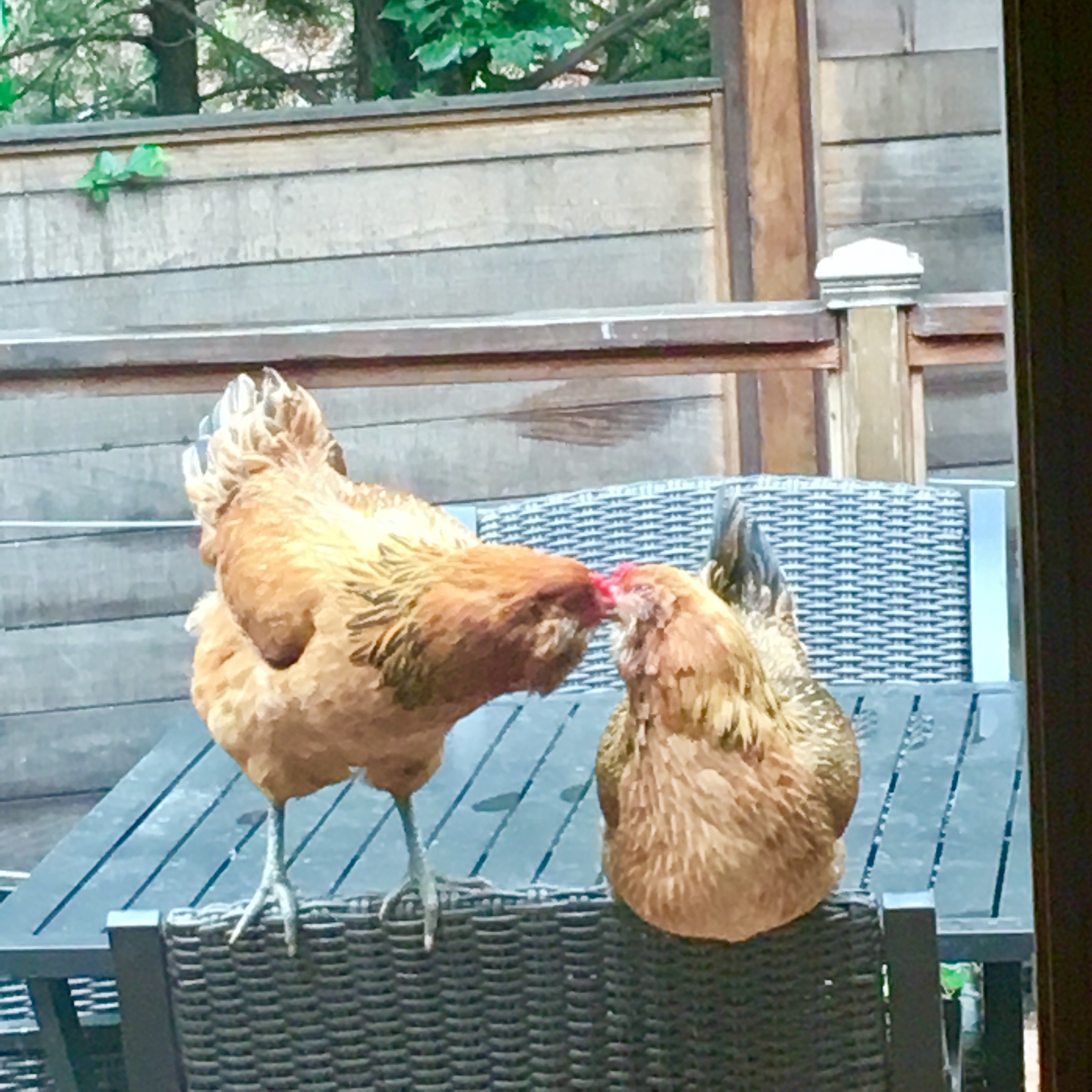 Nutin like a little Peck when you wake up! Valentines Day 2017