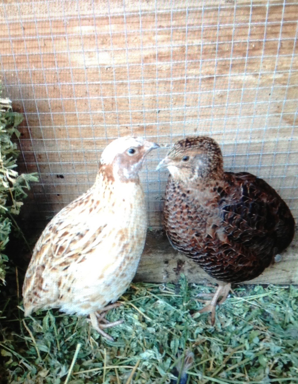 Nutmeg and Tiger; the perfect quail examples :)