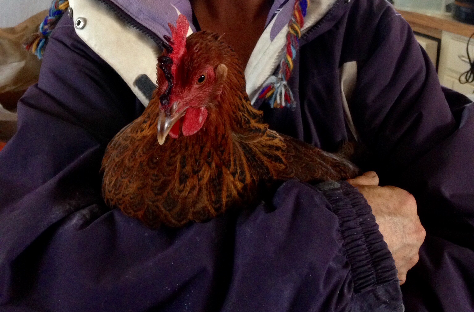 Nutmeg, close up showing her bloody comb after suffering from frost bite and treated with Blu Kote.