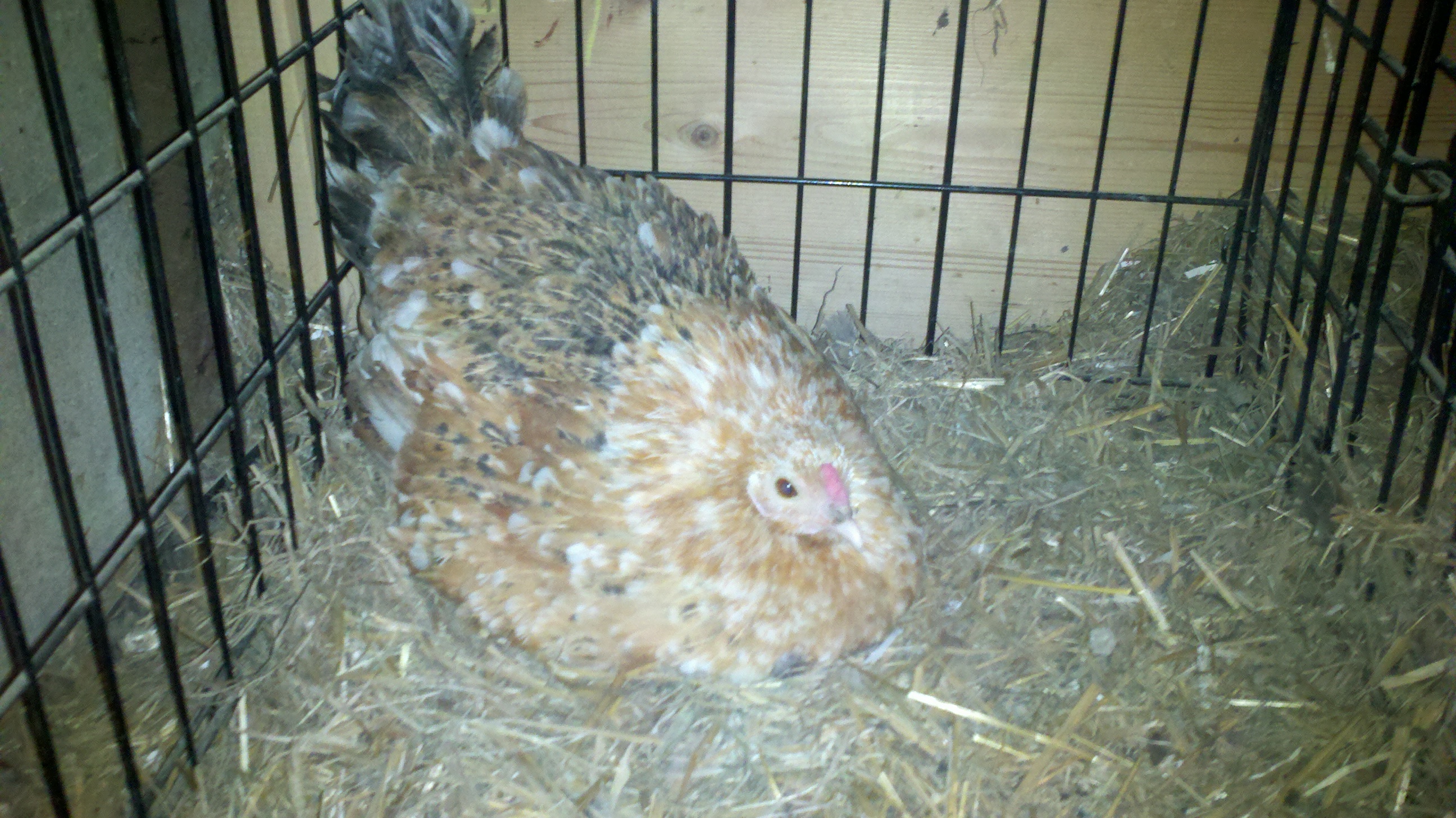 Nutmeg on March 4th, day 16