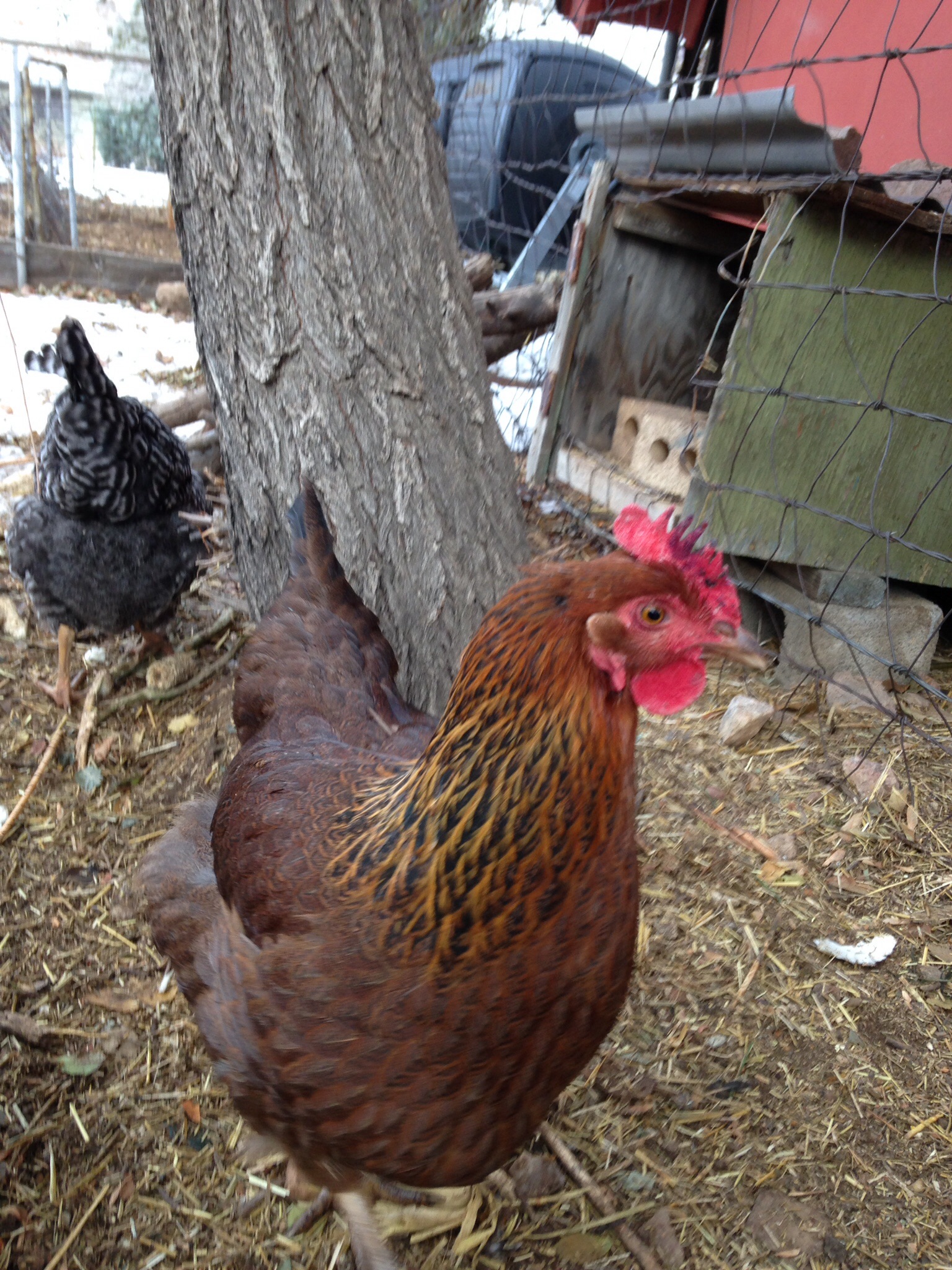 Nutmeg - Post frost bite