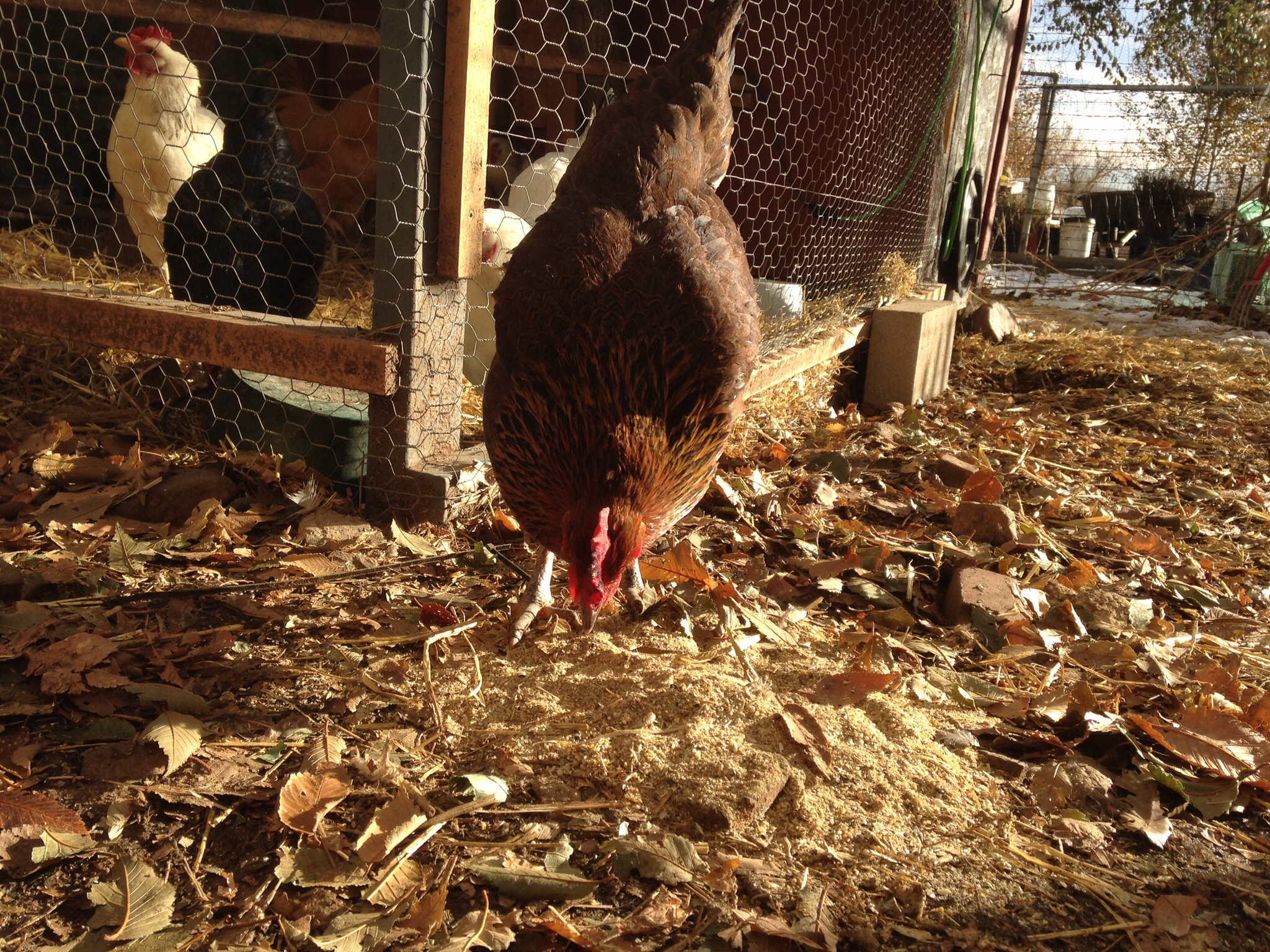 Nutmeg, post frostbite on comb,
