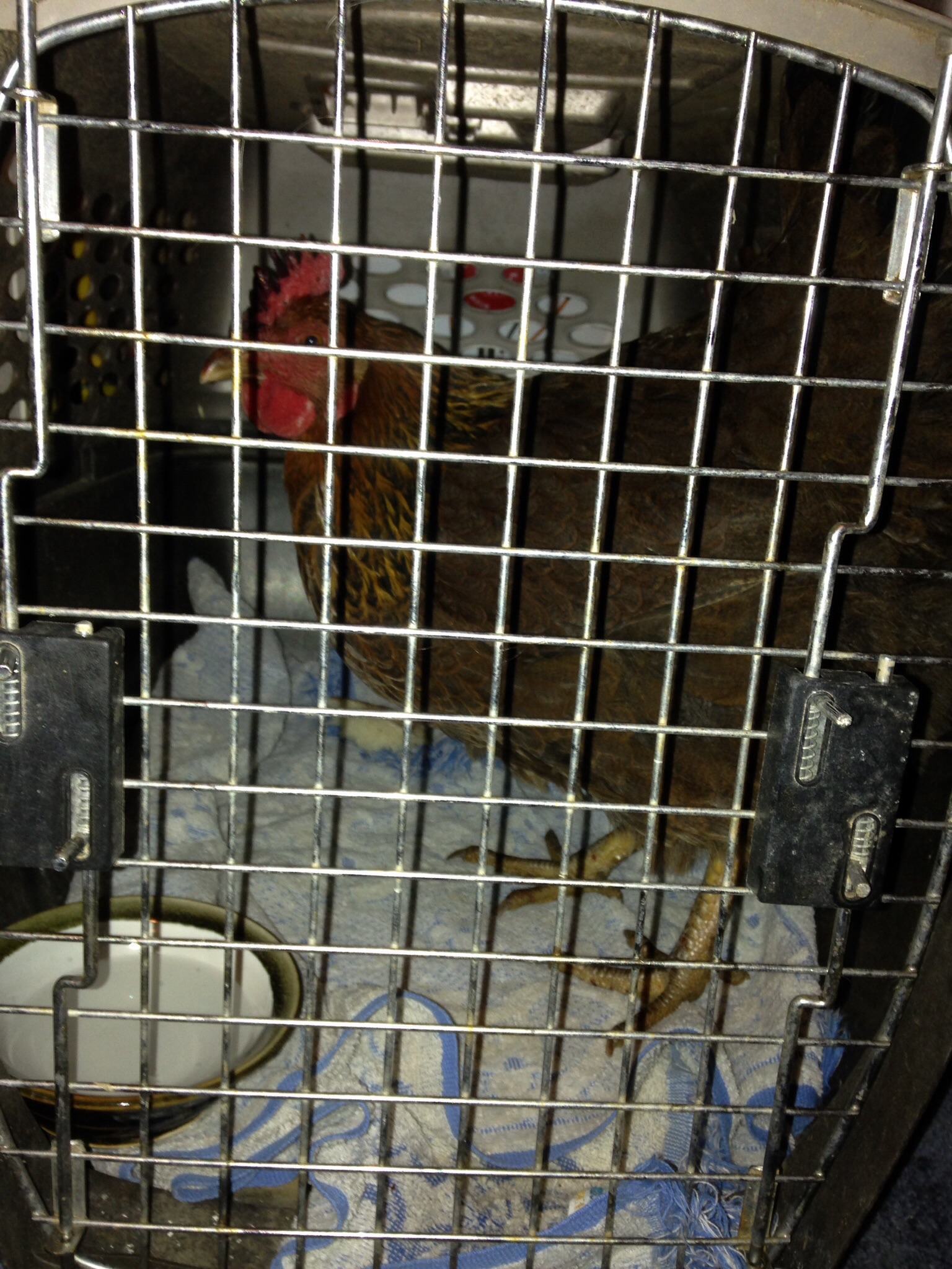 Nutmeg, she suffered some frost bite on her comb and she was separated from the flock while her comb stopped bleeding.