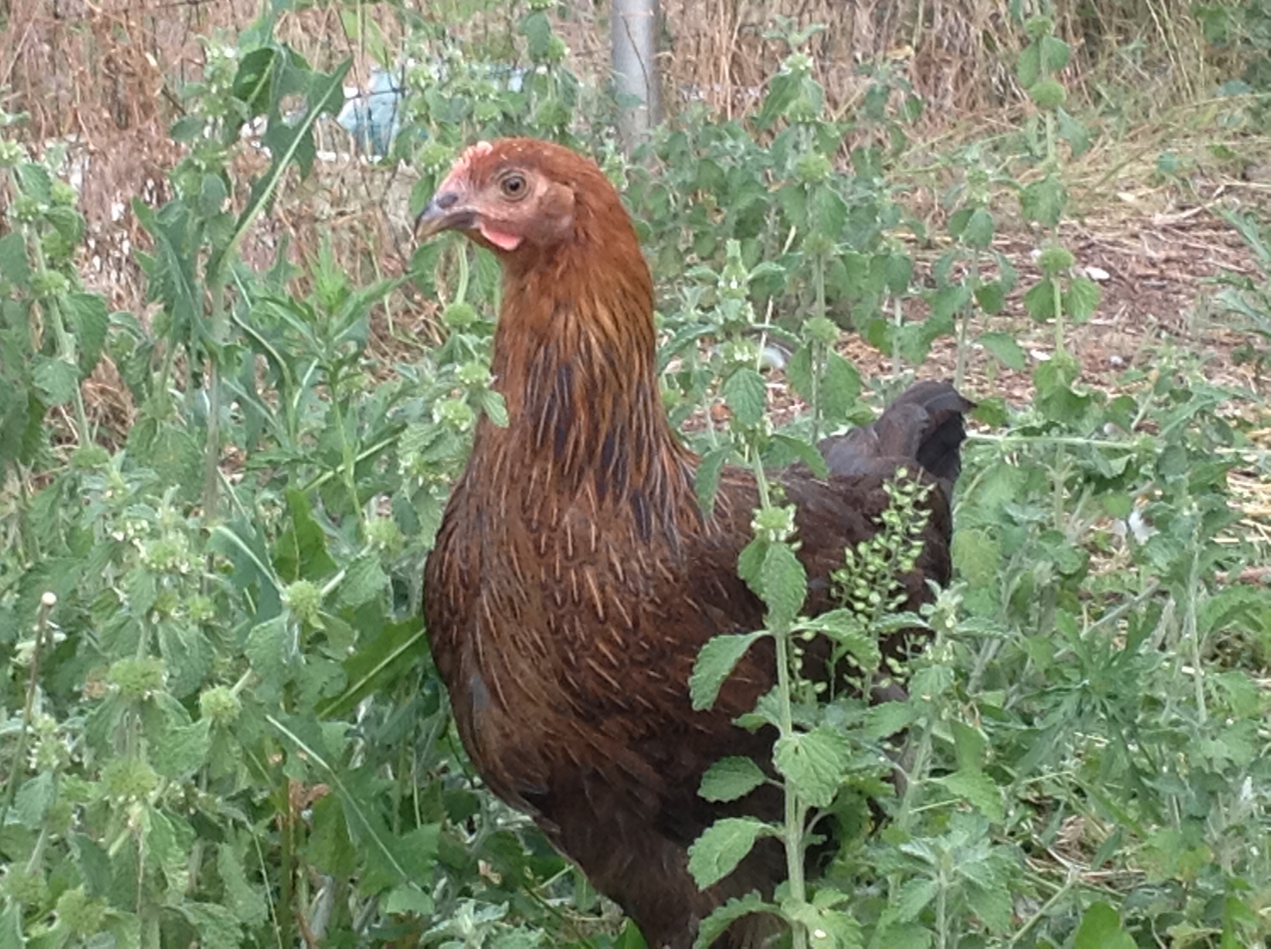 Nutmeg
