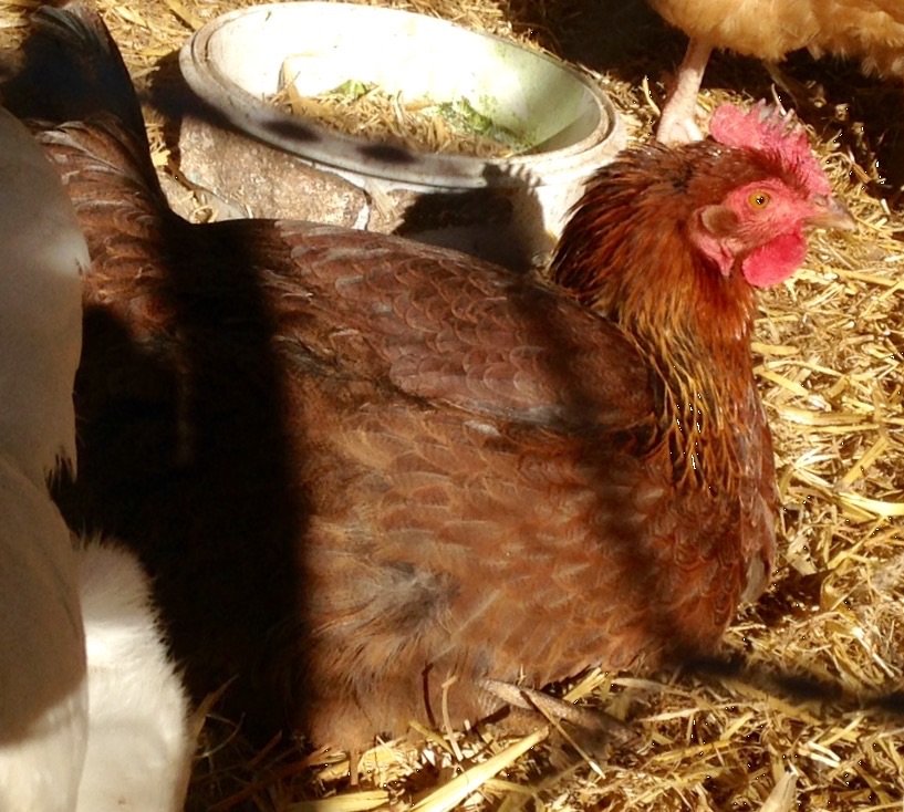 Nutmeg