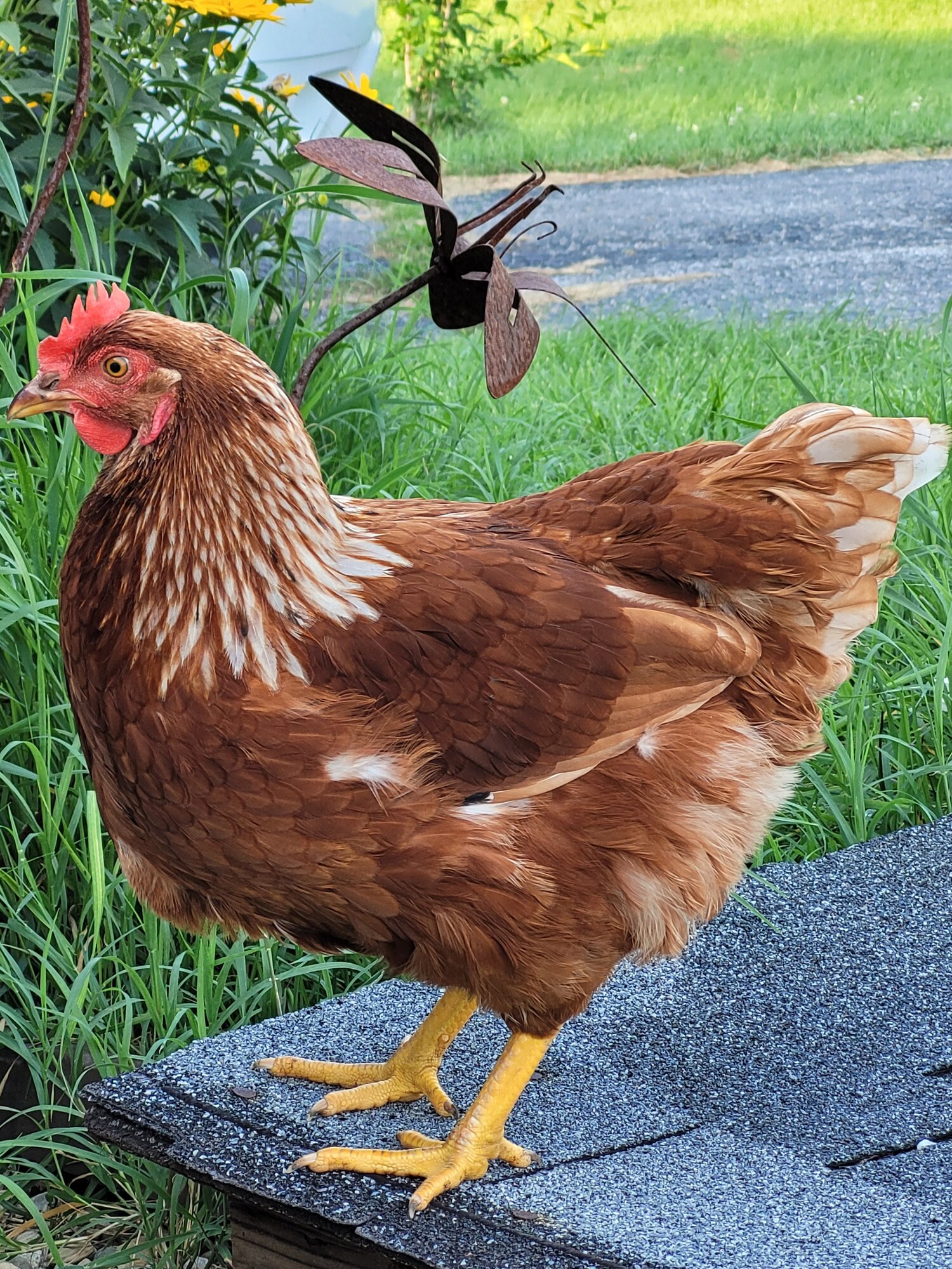 Nutmeg
