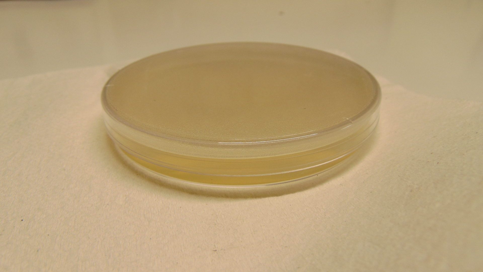 Nutrient agar