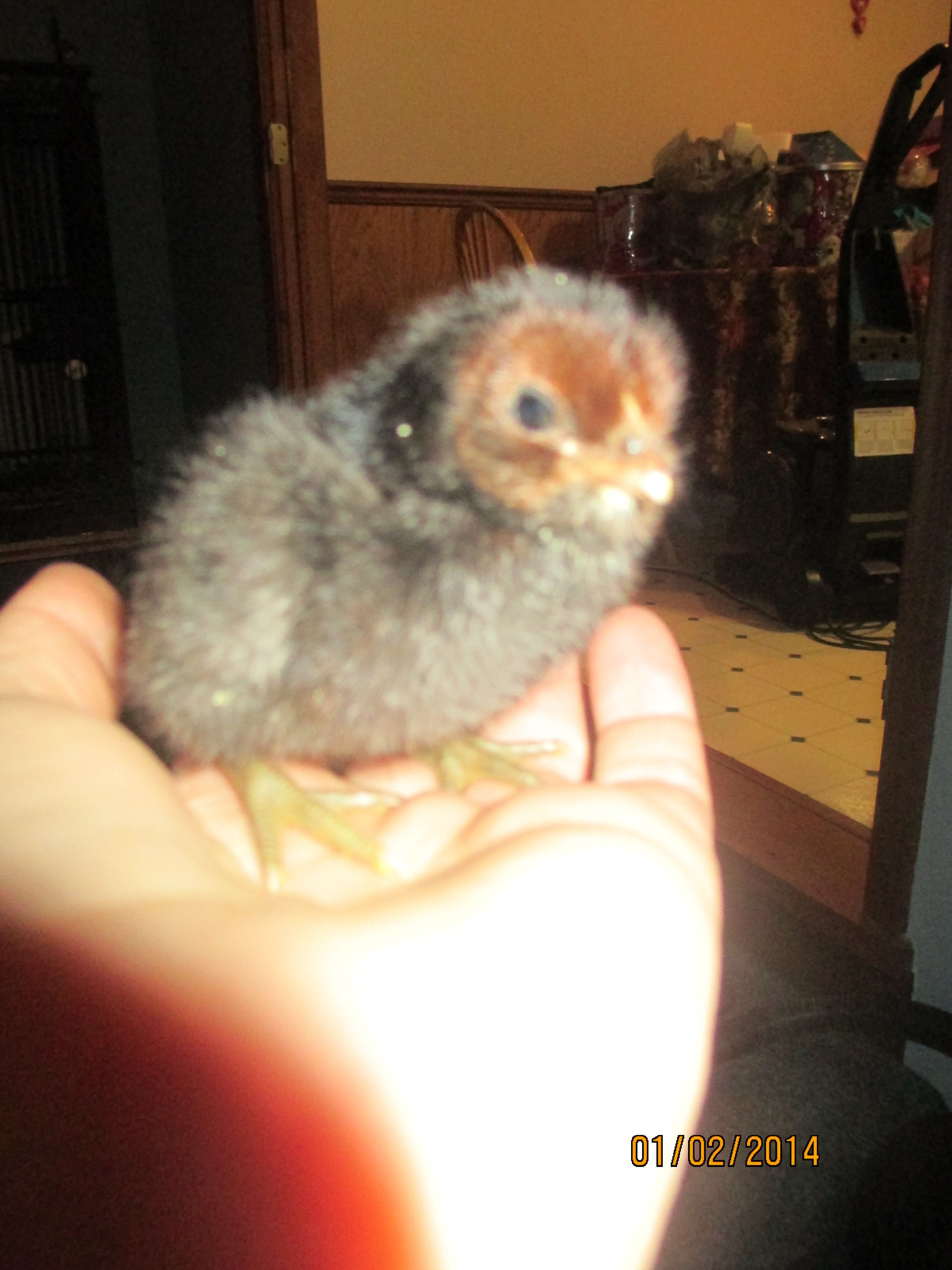 NY hatch- a- long