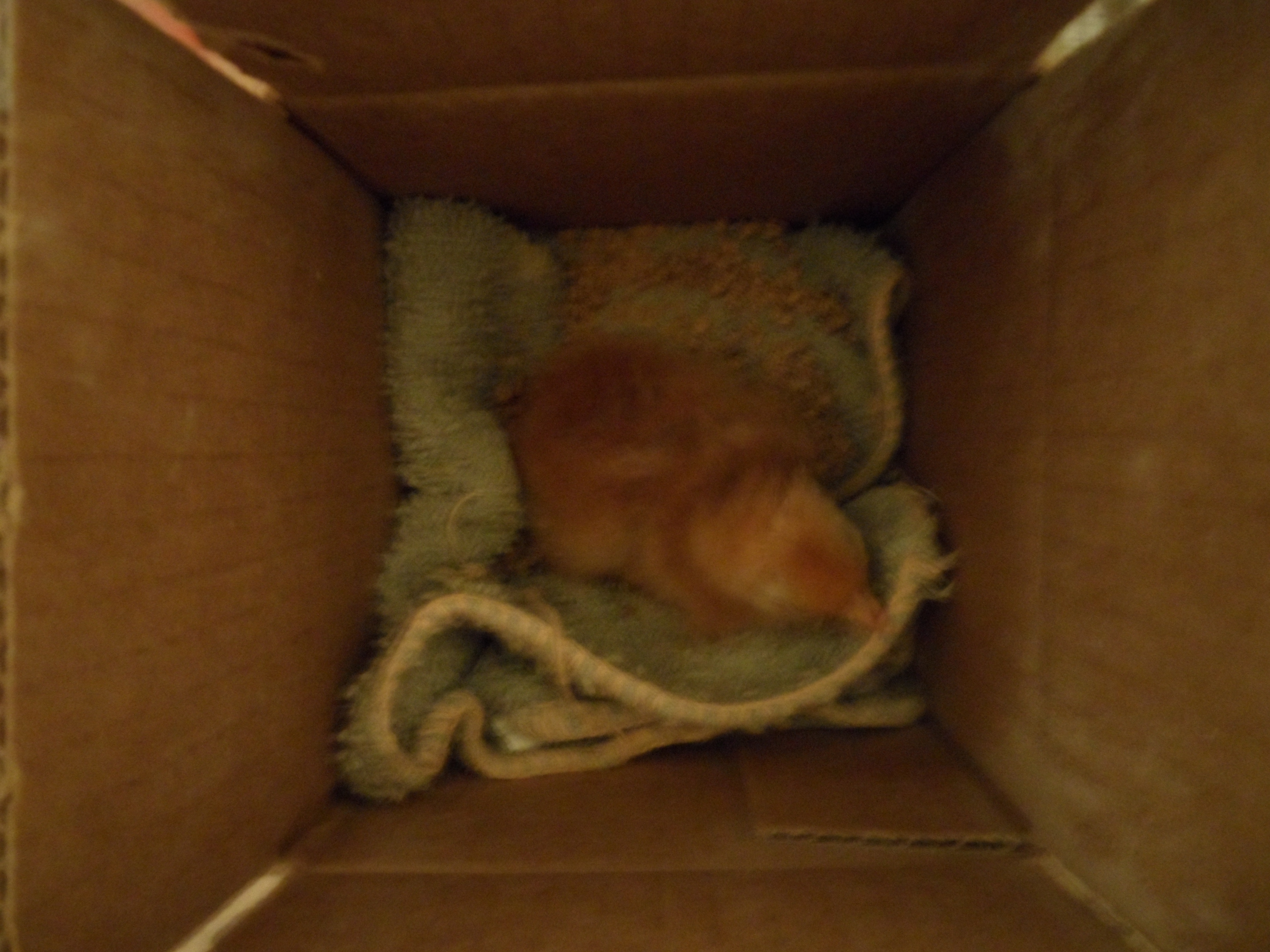 NYD Hospital Box. Poor little chick is hobled and one foot has a boot. He's made it to day 6 and is improving a little each day.