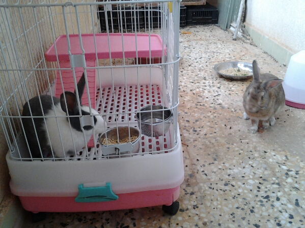 Nymeria Dutch doe and Meer a Chinchilla buck. She is 20 weeks he is 1 yr old.