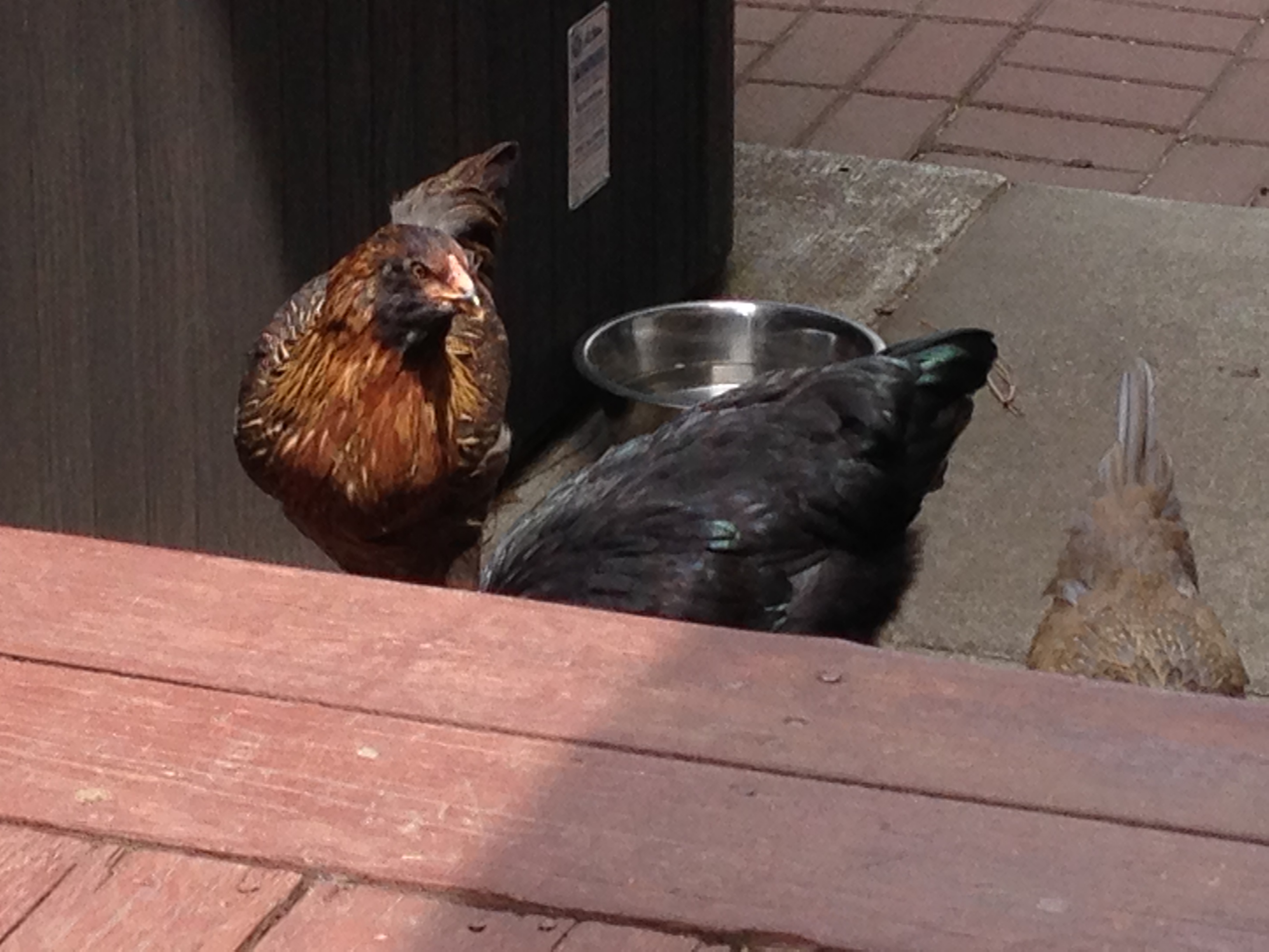 "O hai, we can haz peanuts?"