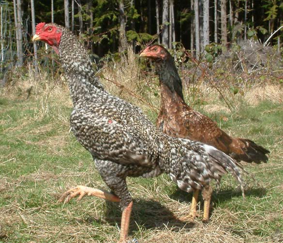 O Shamo pair, still young