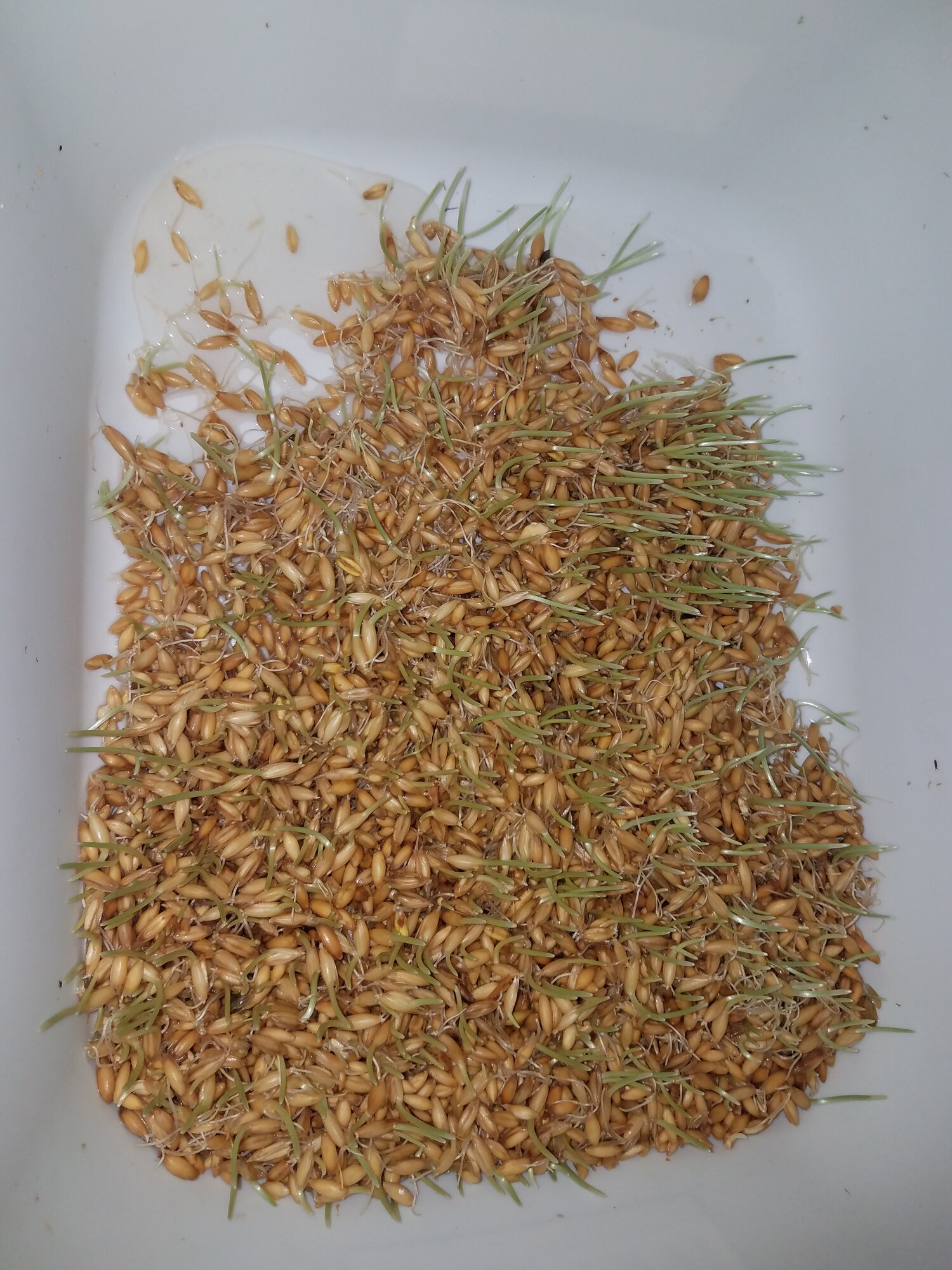 Oat fodder after two weeks