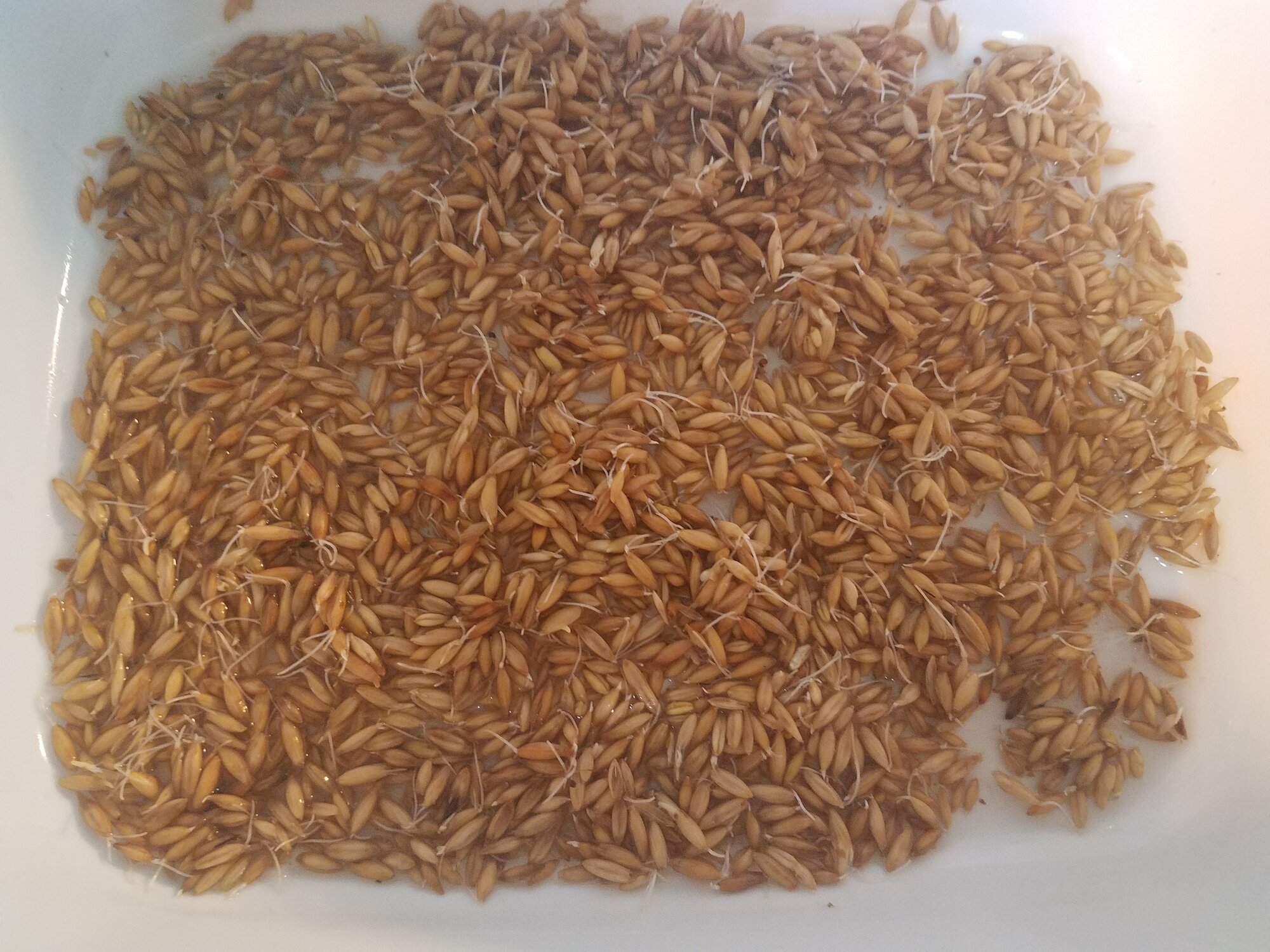 Oat sprouts, soaked for two hours, after four days