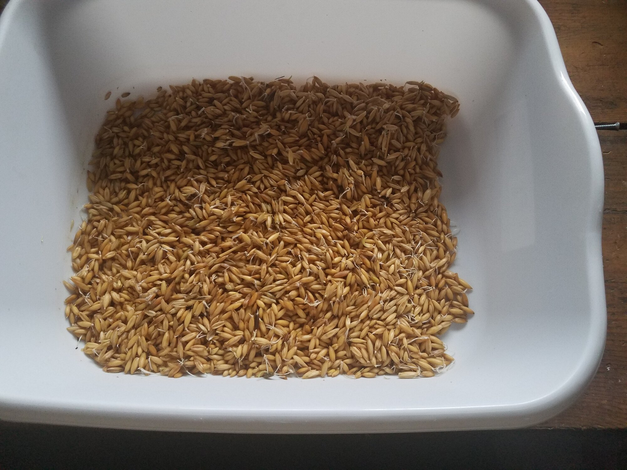 Oats fodder, 3 days old