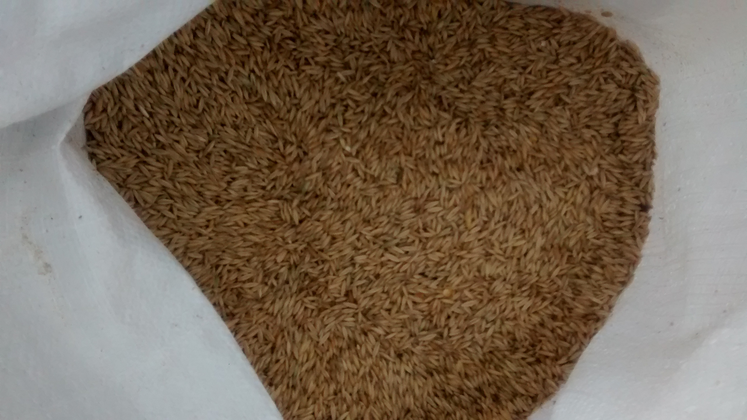 Oats