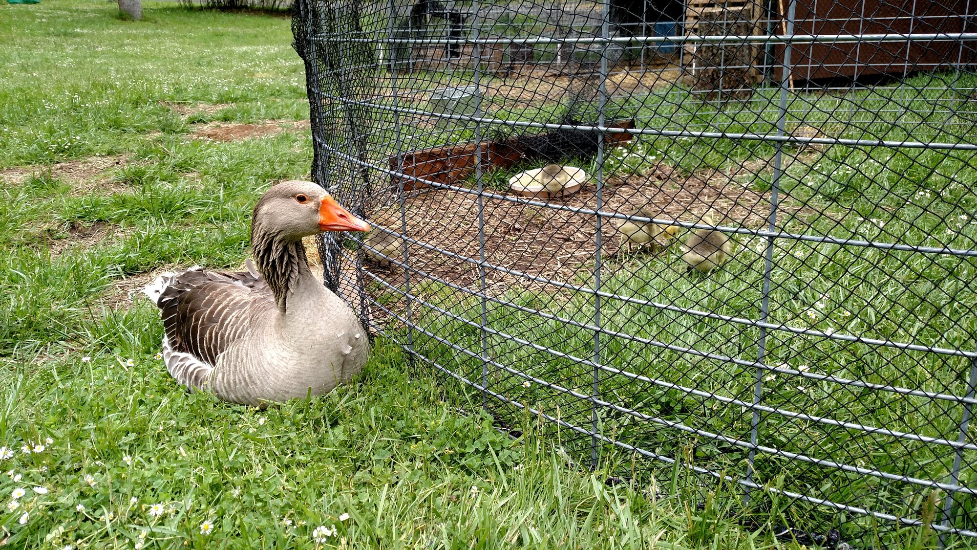 Observing through a fence