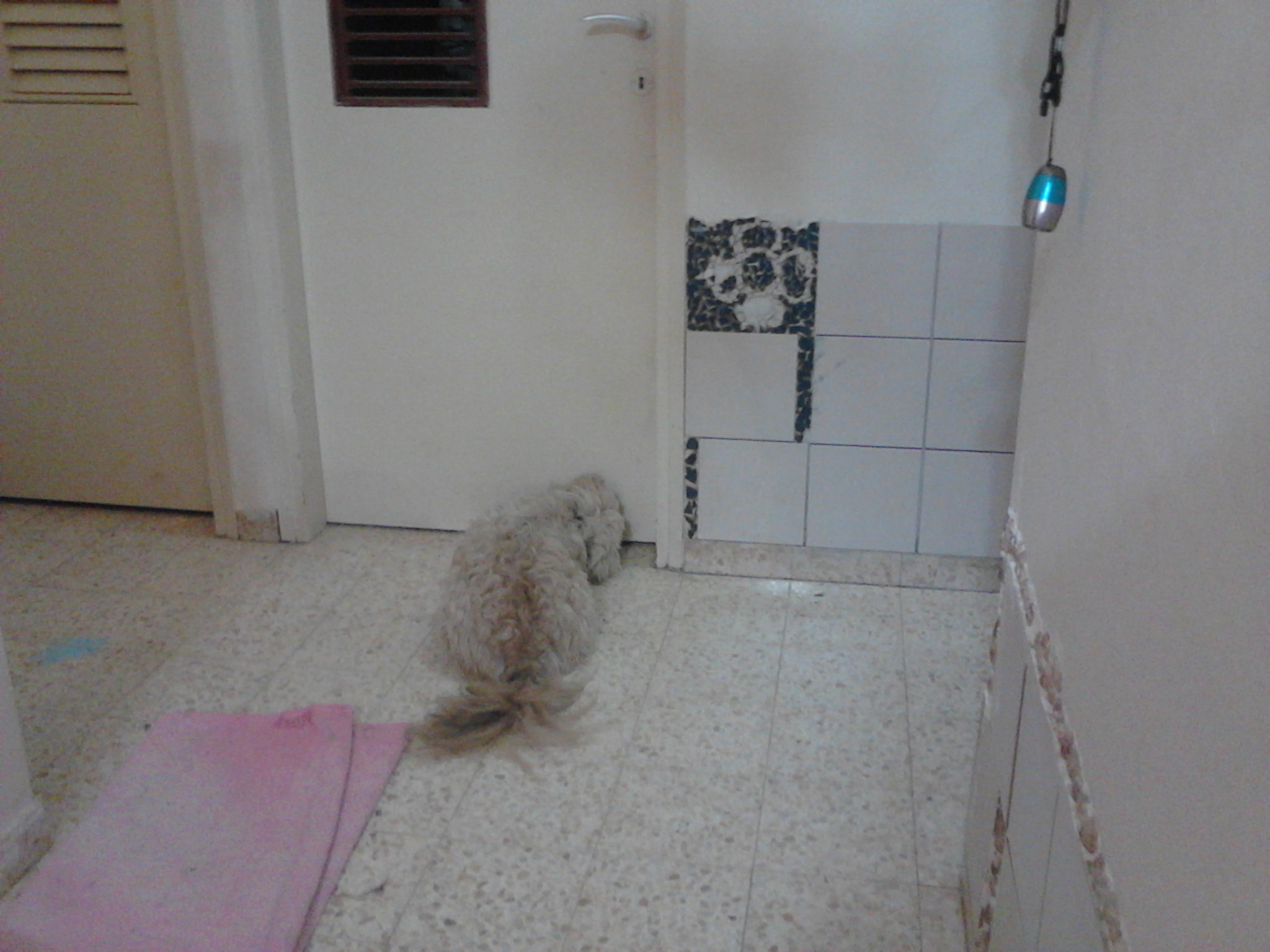 obsessed lhasa apso in possesion, like he does every night, with his nose stuck under the door to keep track of the chicks in the room.