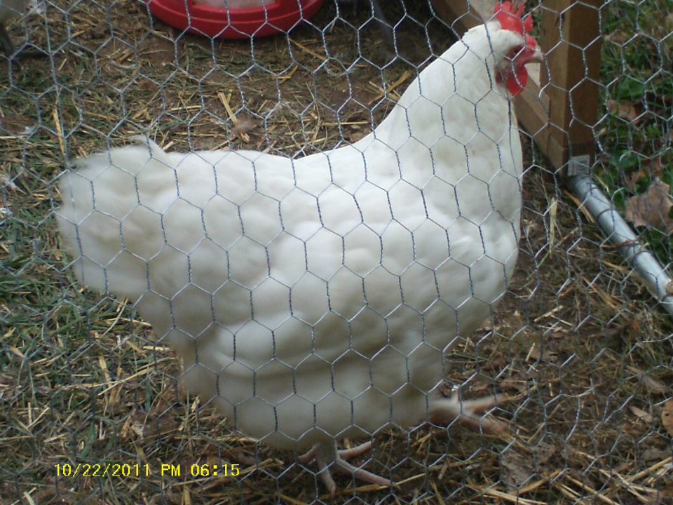 Oct 2011--Agnes, back to her old fat self (RIP)