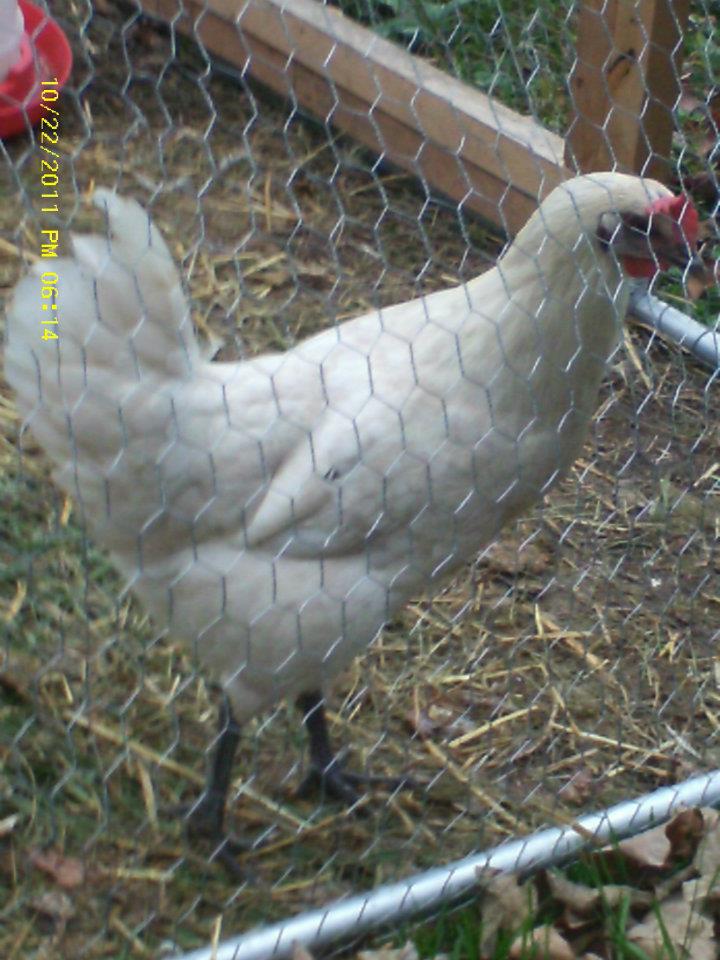 Oct 2011--Claudia, the goth chick