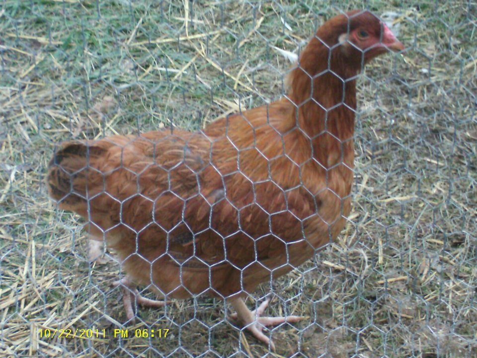 Oct 2011--Ruby, after her feathers came back.