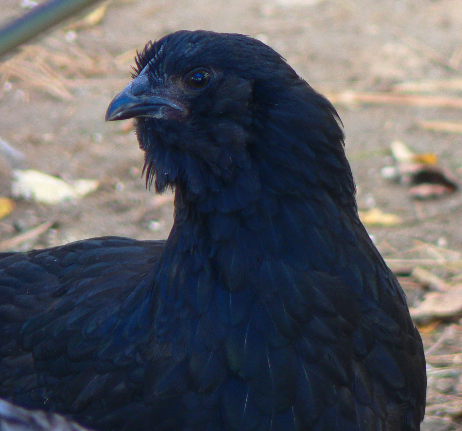 Oct Lady Black Beard