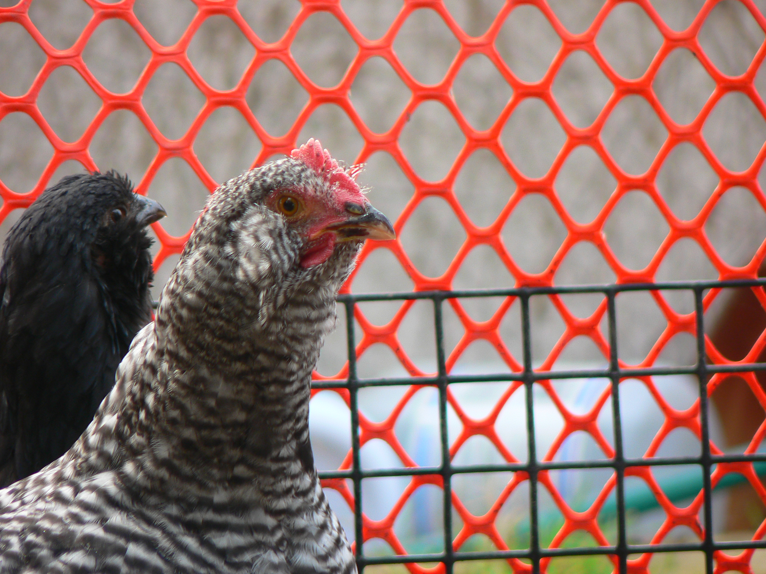 Oct RIP my barred EE roo :( Died protecting your hatch mates