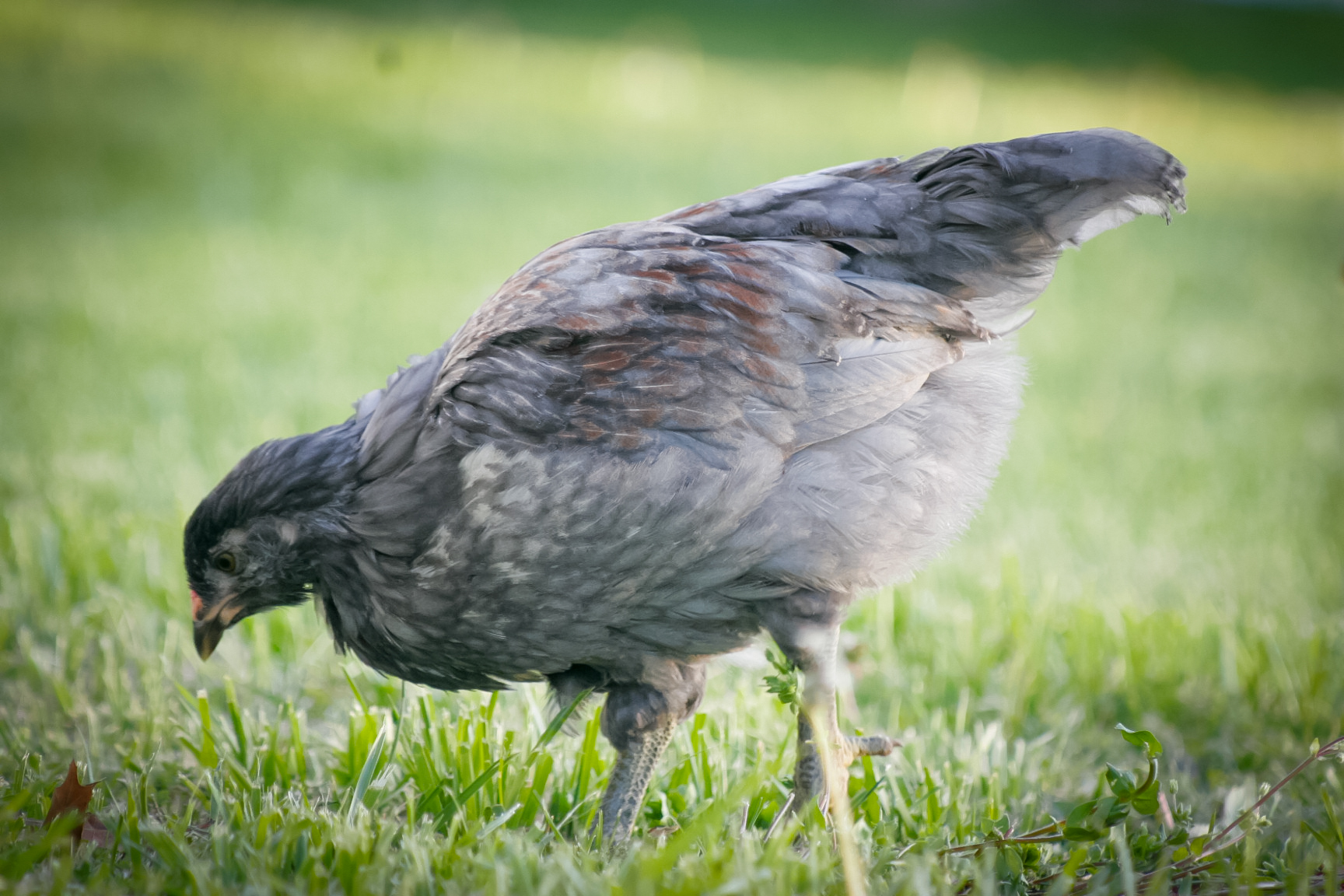 Octavia, she was my darkest chick