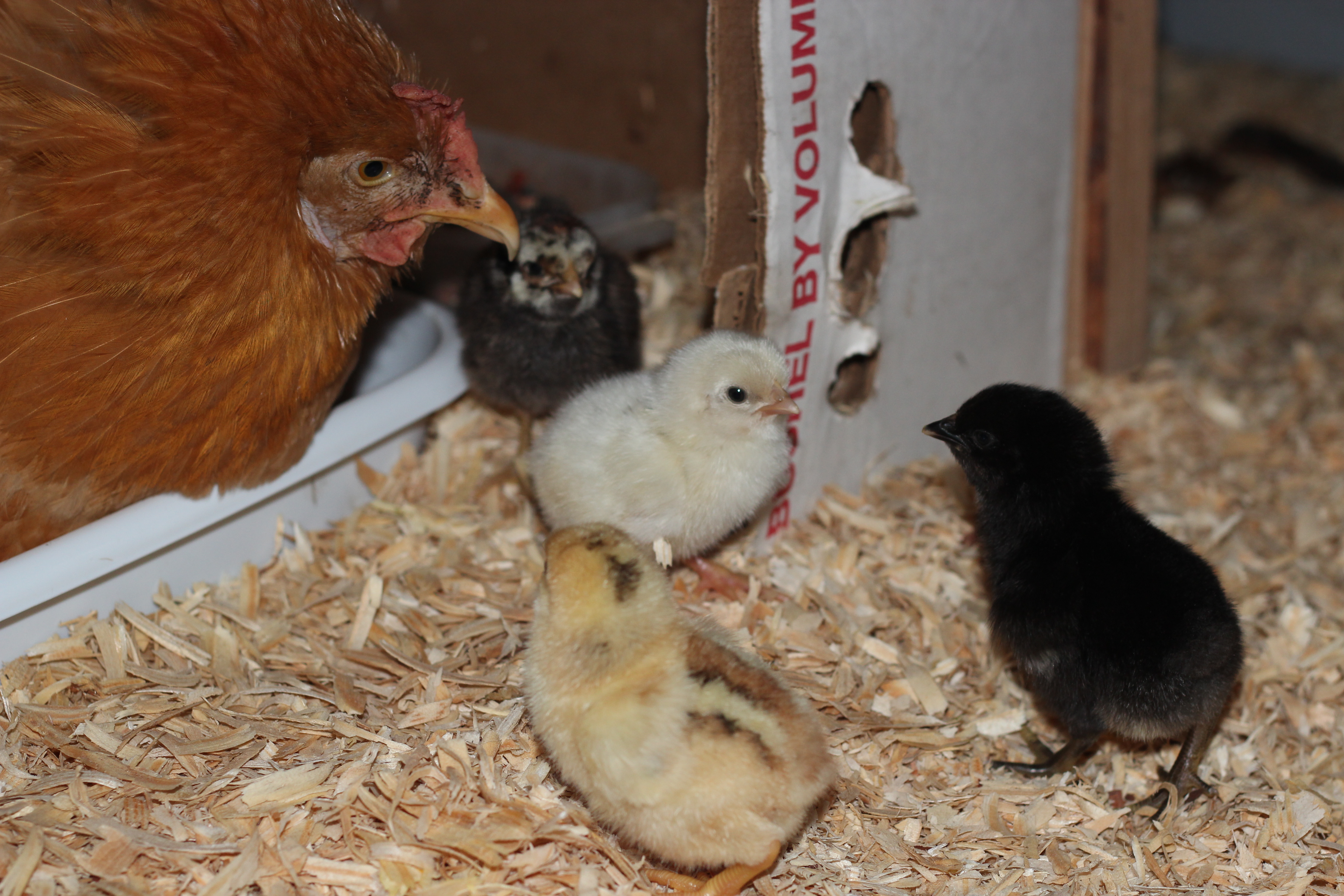 October hatch ... 8 eggs, 8 peeps!! Here are the first four that greeted us while waiting for the rest of the peepsters to hatch.