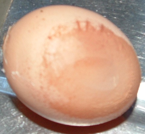 Odd egg half soft....experienced chicken.