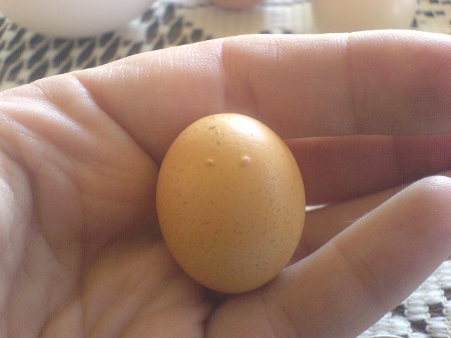 odd egg