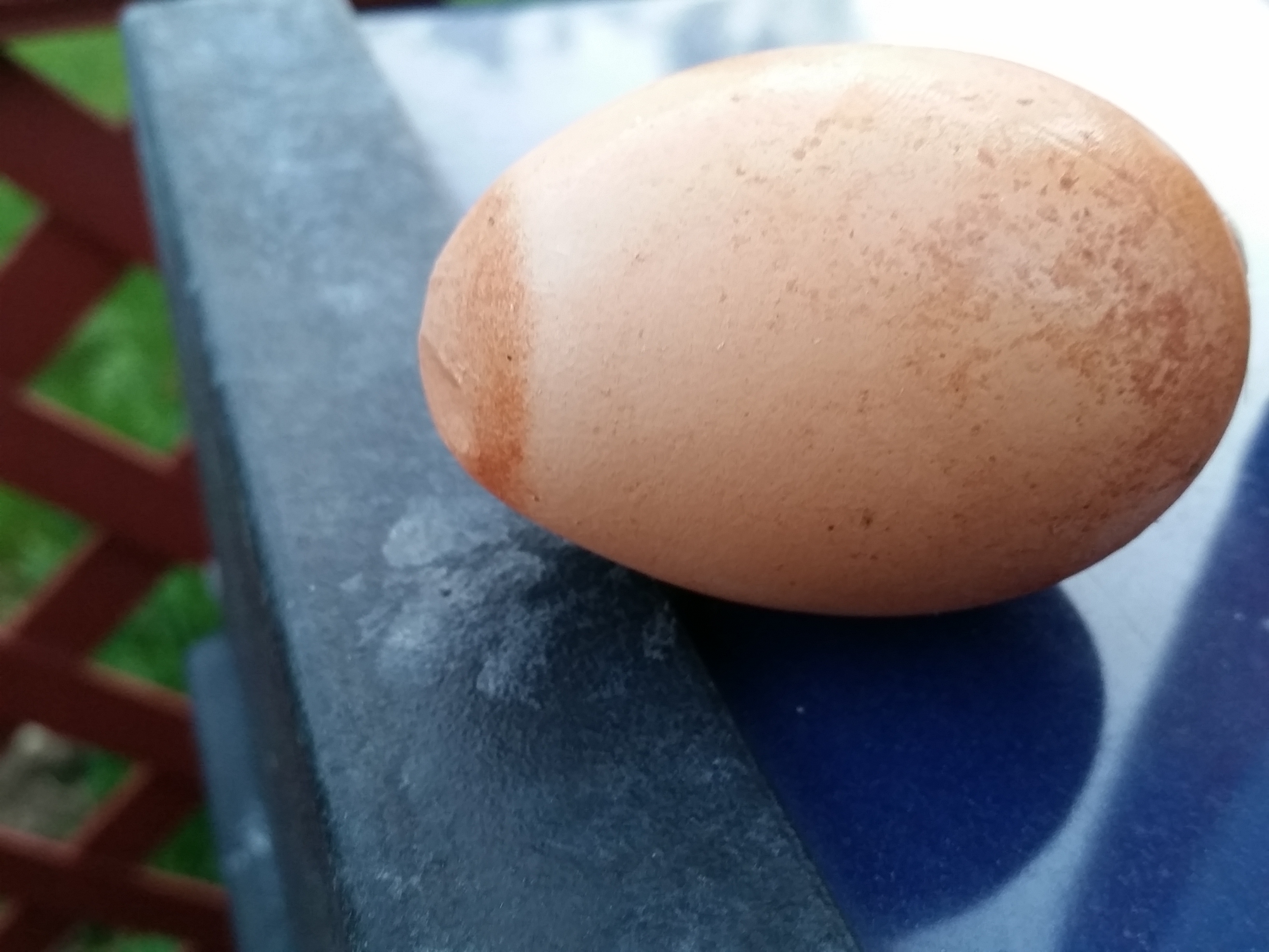 Odd shading of egg