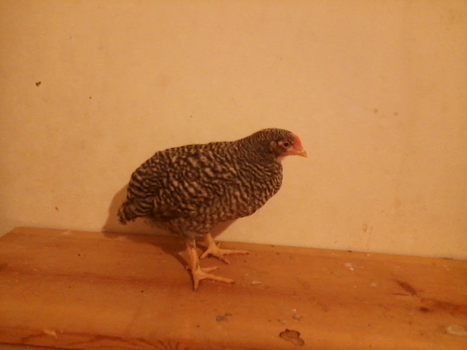 Odell, a Dominique pullet approximately 6 weeks old.