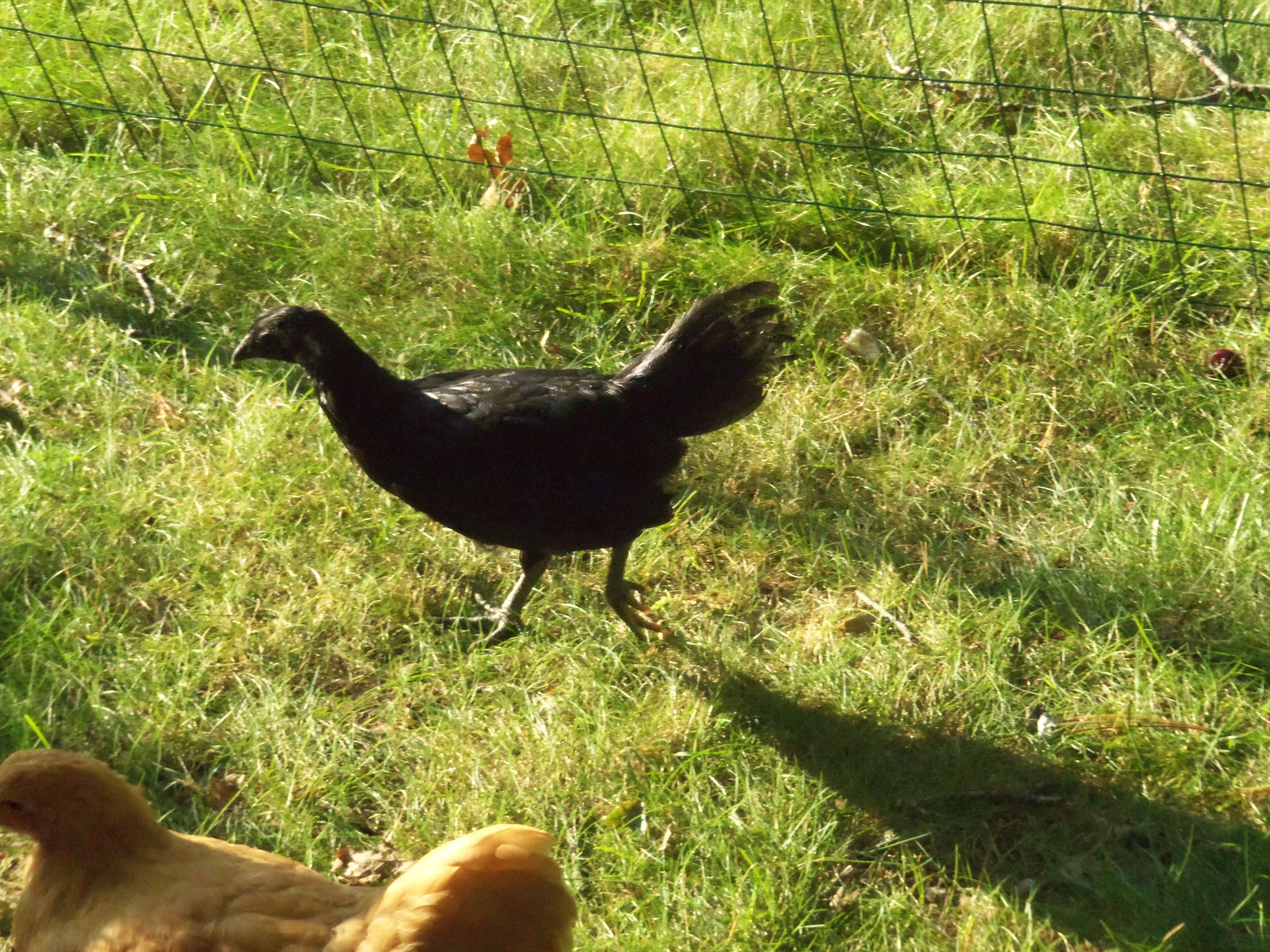 Odette (Baby), the Black Sumatra, almost dead when we opened the box, was eye-dropper watered and hand fed until able to stand and eat on own.