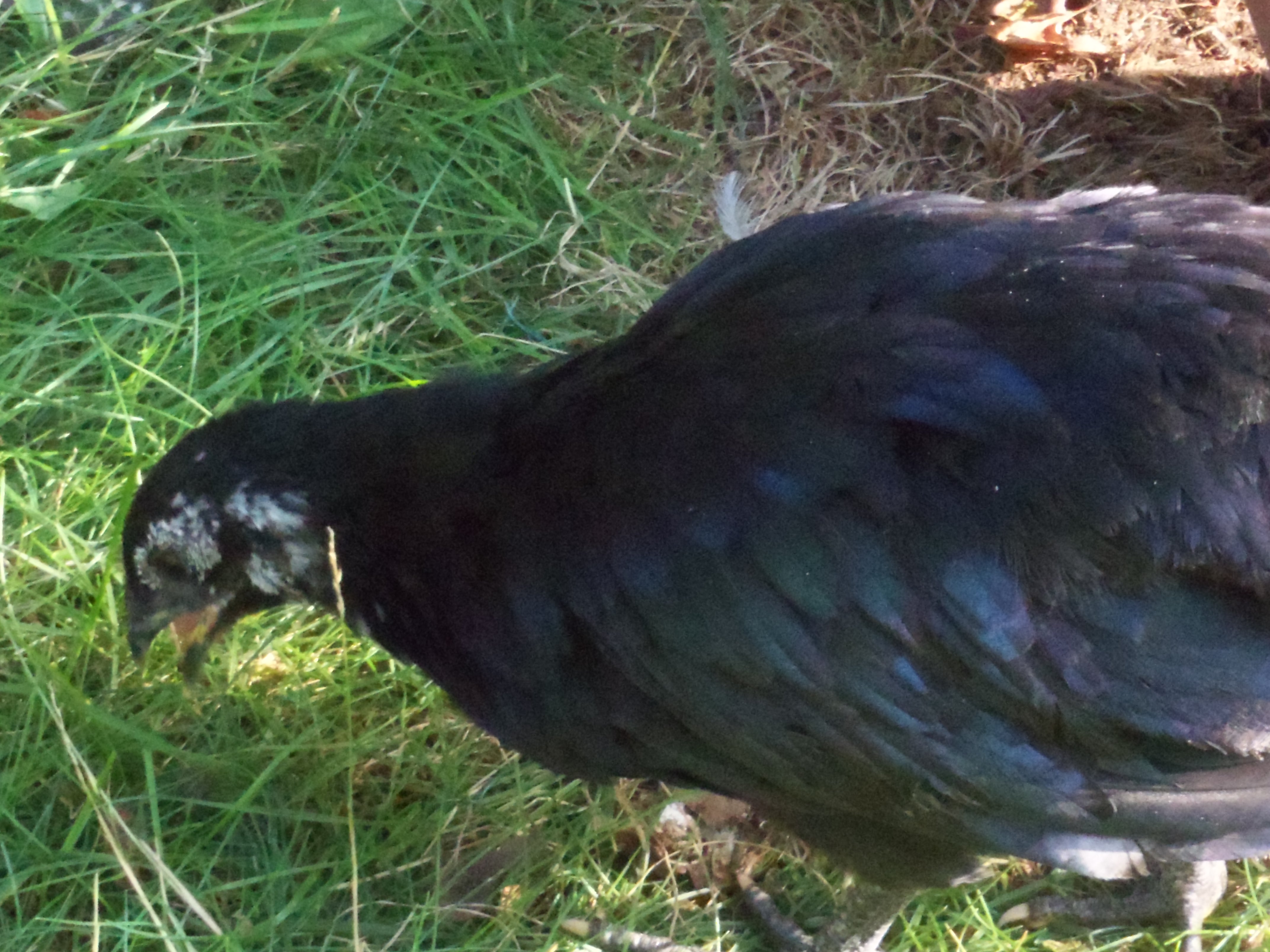 Odette (Baby), the Black Sumatra, almost dead when we opened the box, was eye-dropper watered and hand fed until able to stand and eat on own.
