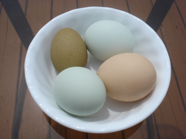 OE, Araucanas, Australorp egg