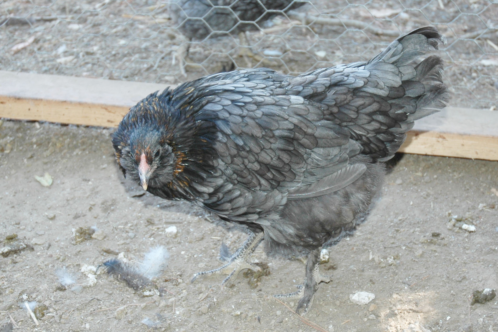 OE pullet (BCM X Ameraucana)
