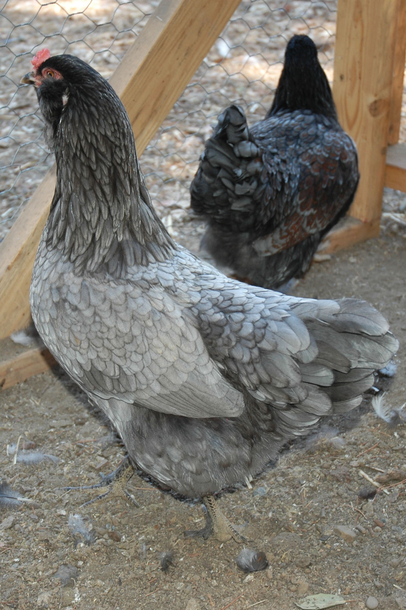 OE Pullet (BCM X Ameraucana)