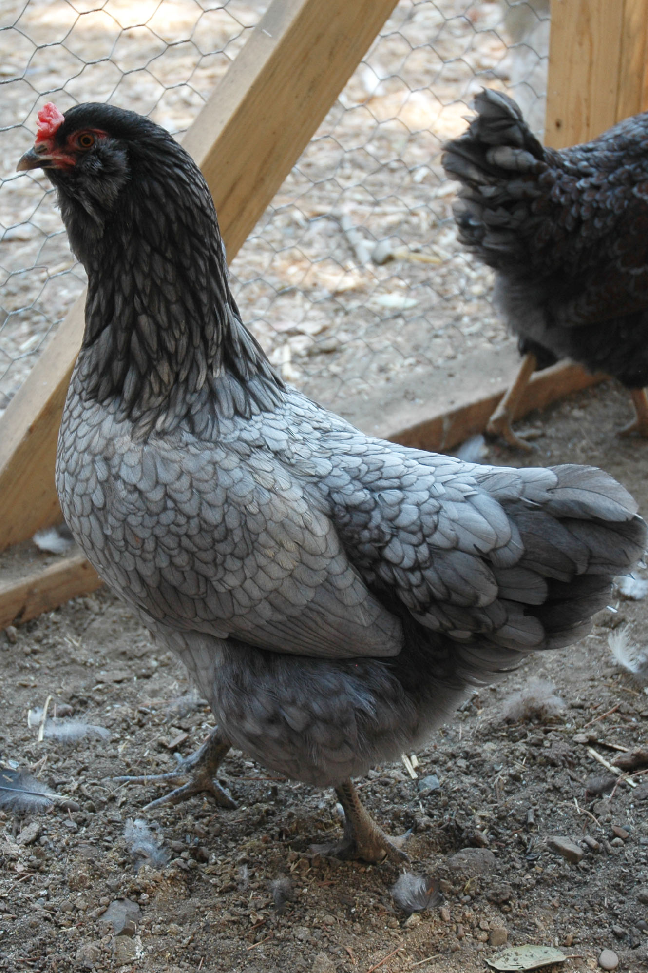 OE pullet