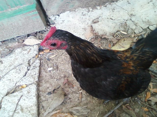 OEG Bantam. 5months