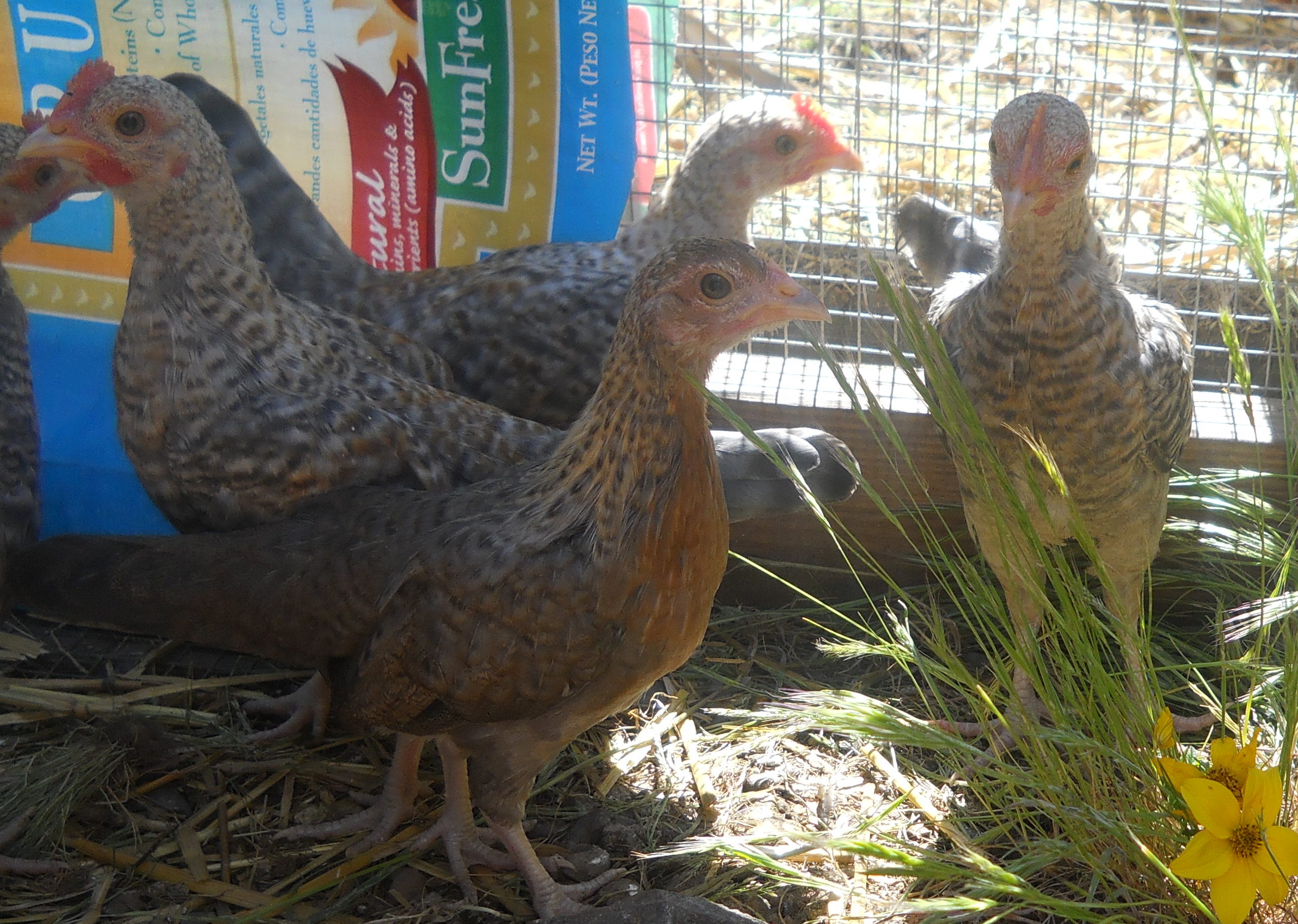 OEGB creles 7 wks foreground is a pullet background are 3 roos