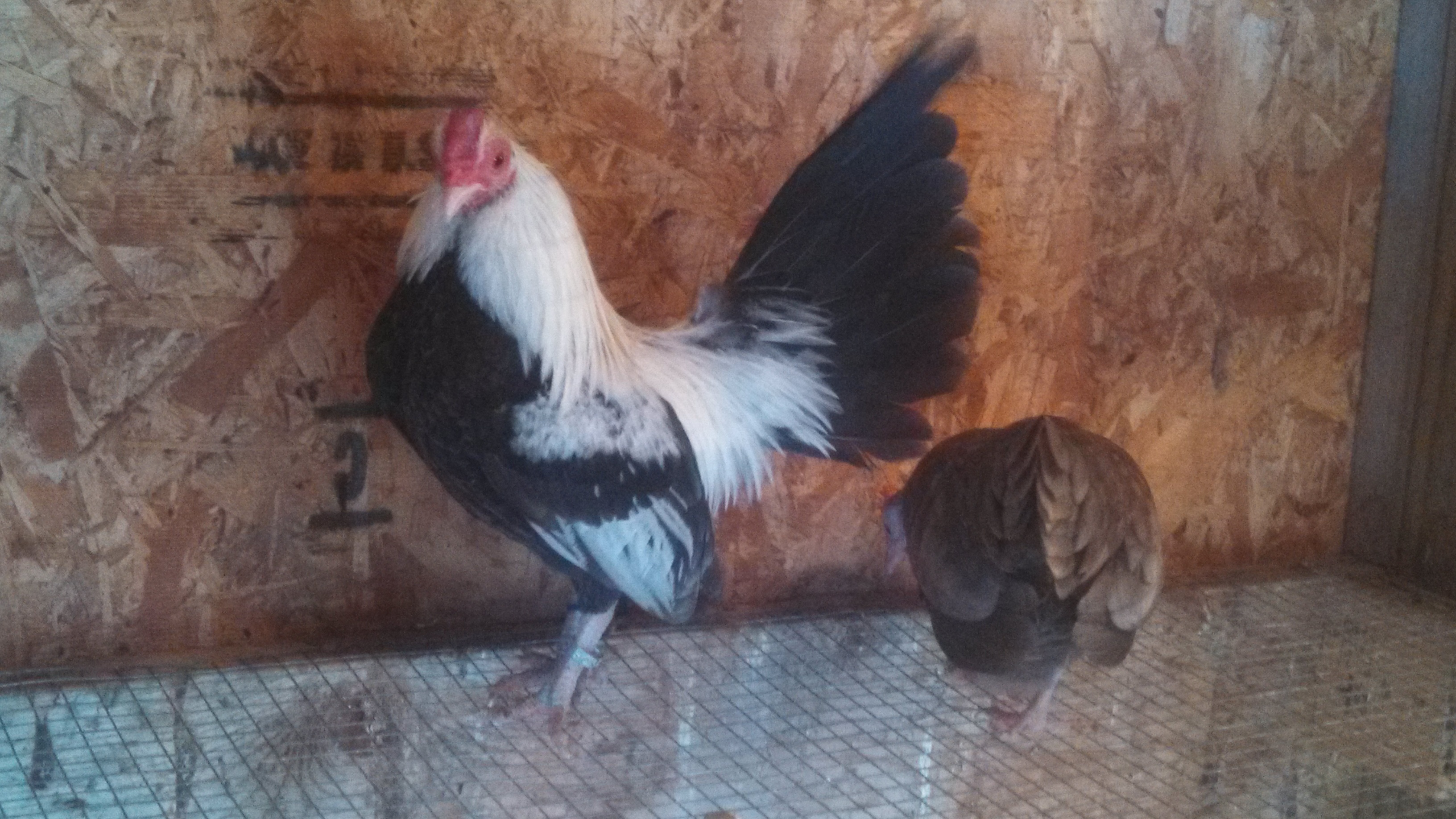 Oegb Silver blue duckwing