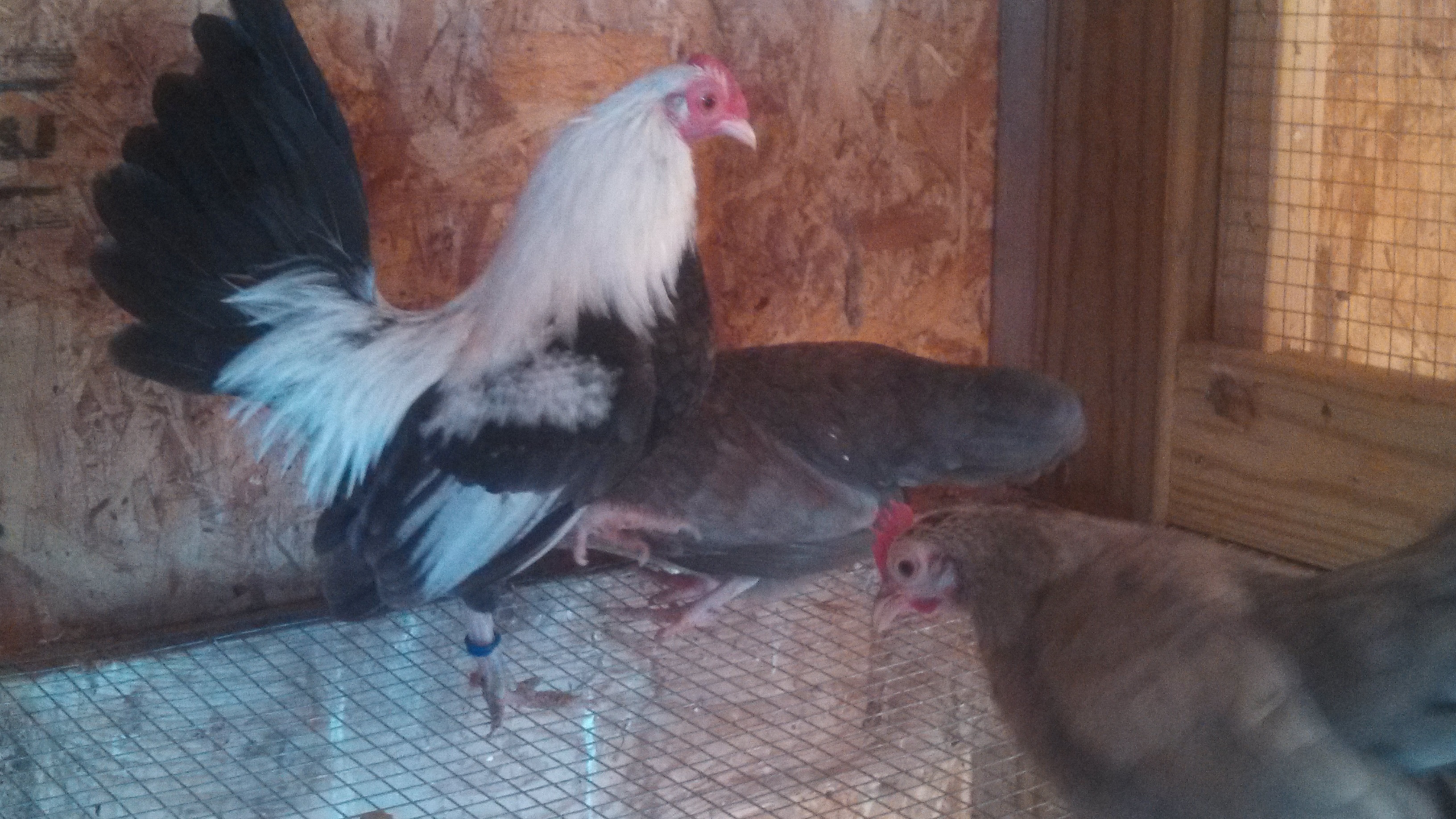 Oegb Silver blue duckwing