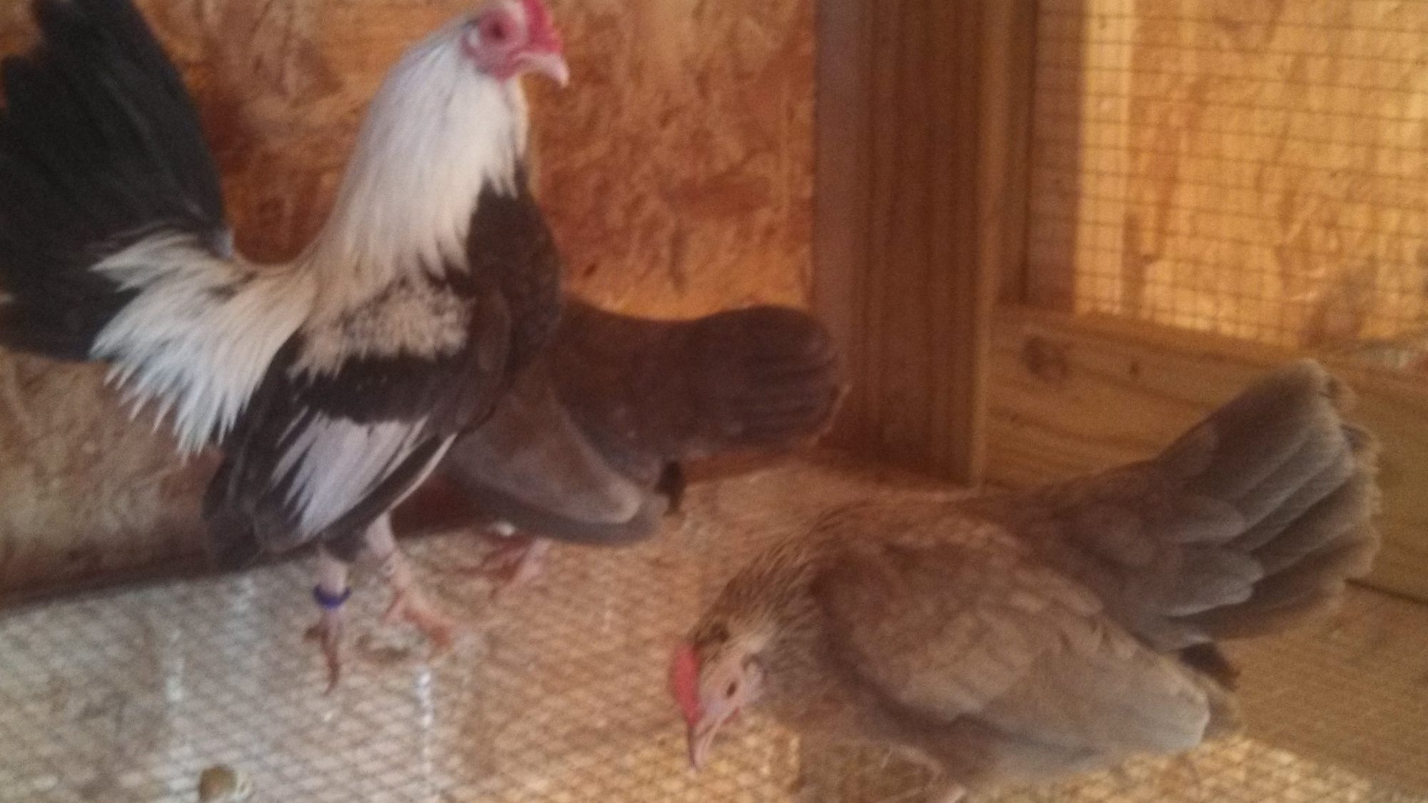 Oegb Silver blue duckwing