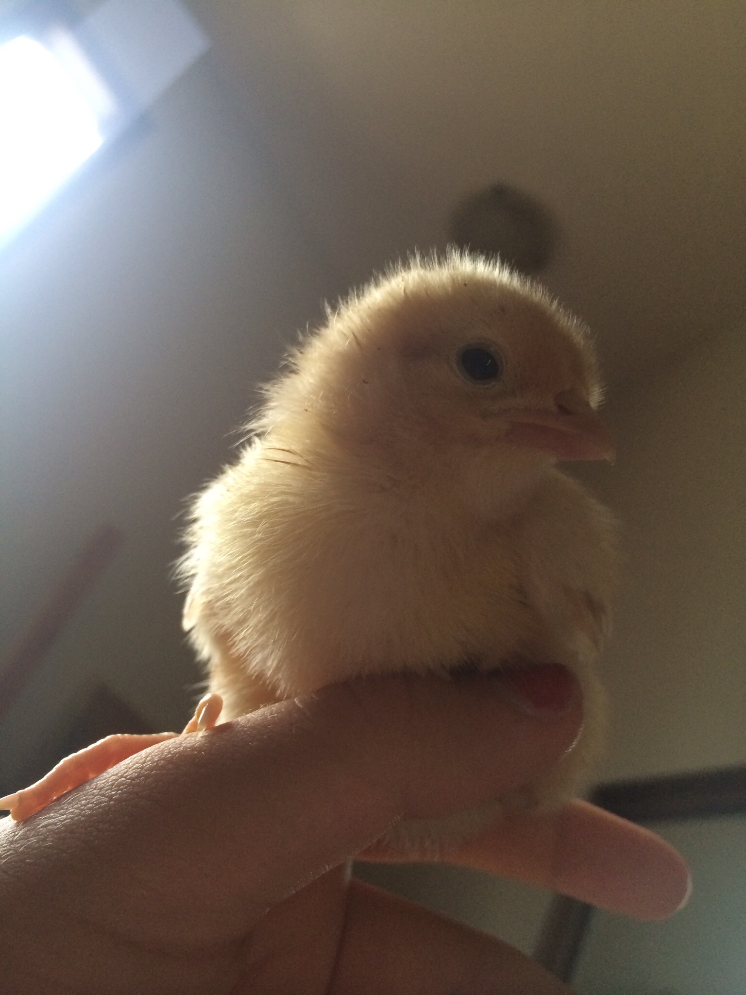 "Oeuf"