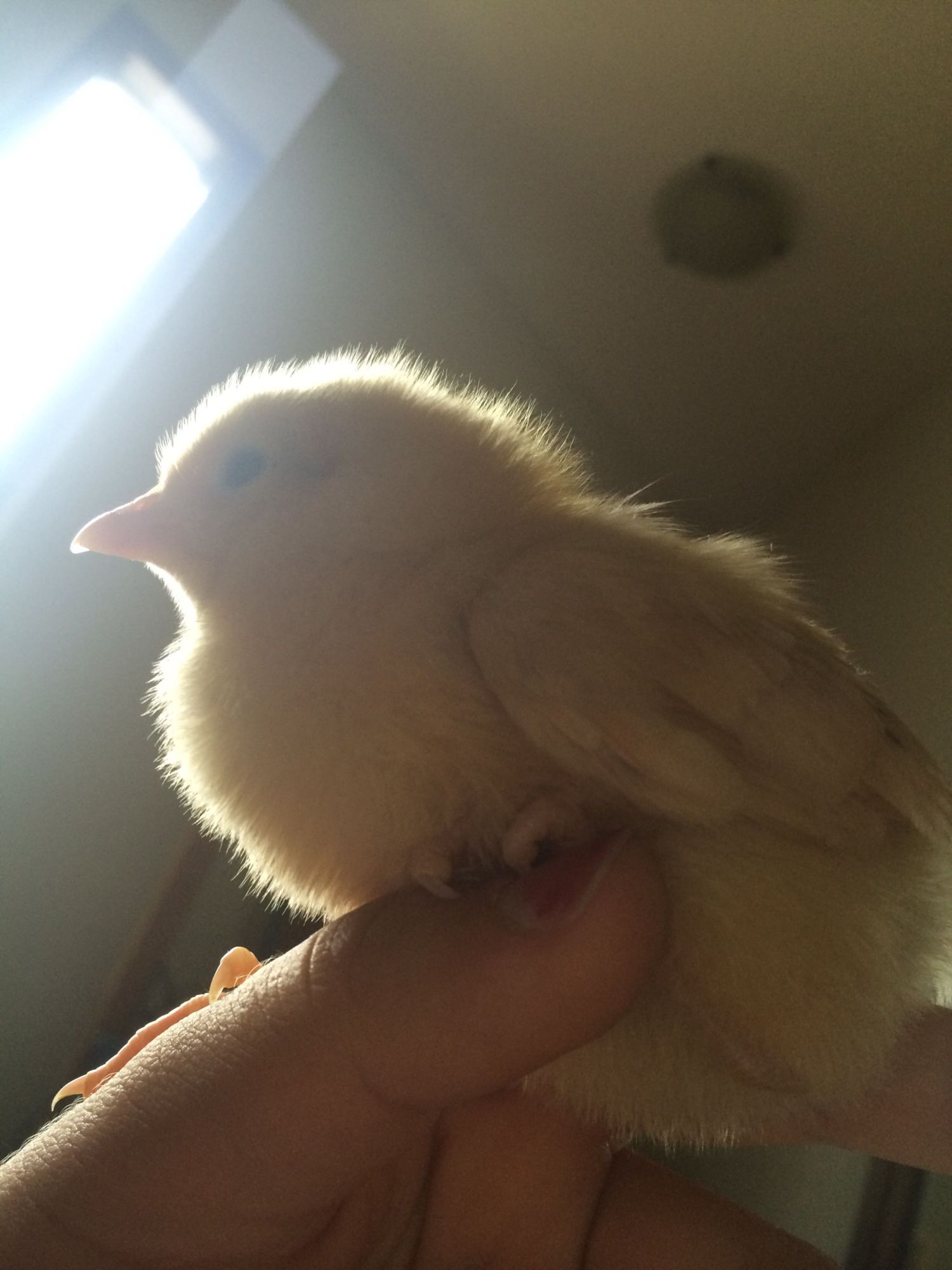 "Oeuf"