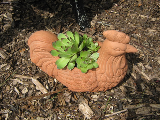 Of course, had to included hens and chicks.
