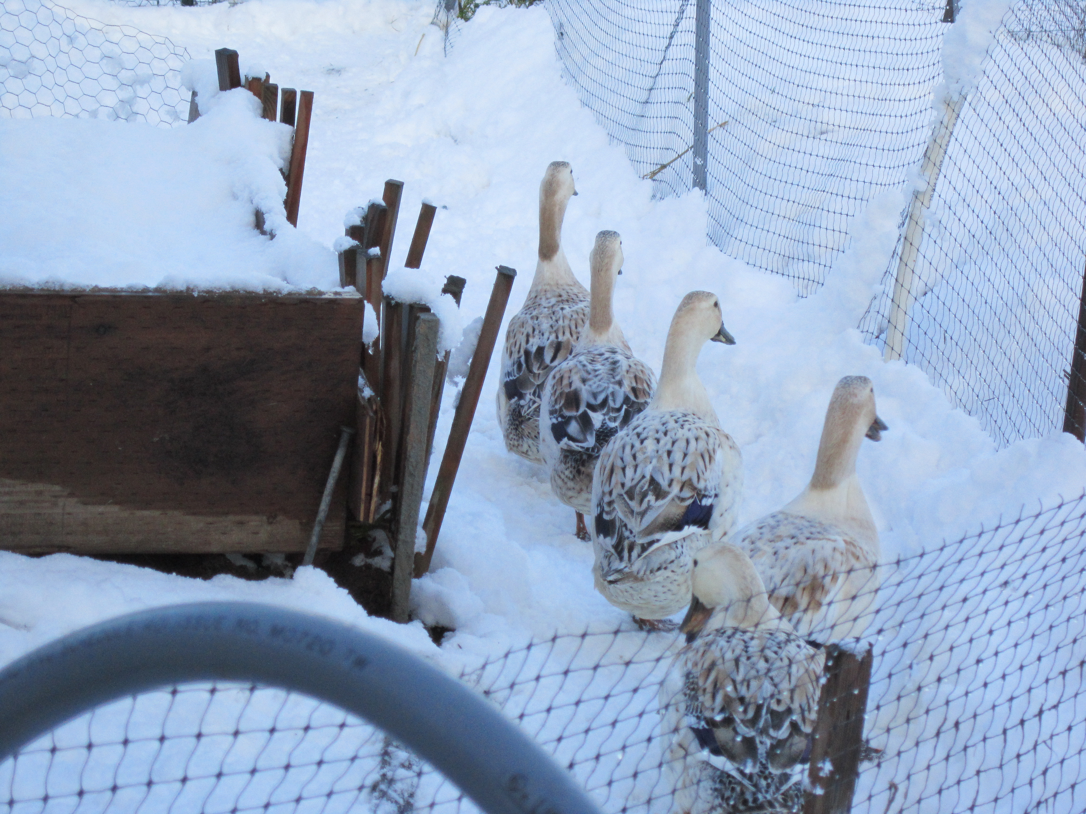 Off to explore the snowy vegetable garden